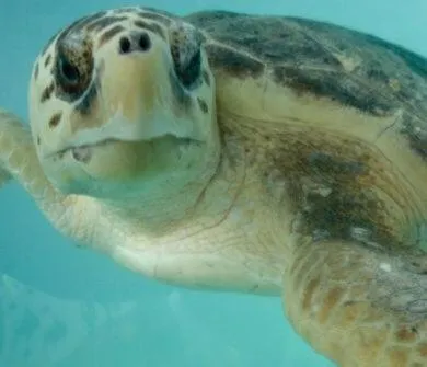 Animals in Charming SPI family condo - walking distance to the beach, Sleeps 6, Third Floor, 2025 Traveler Award