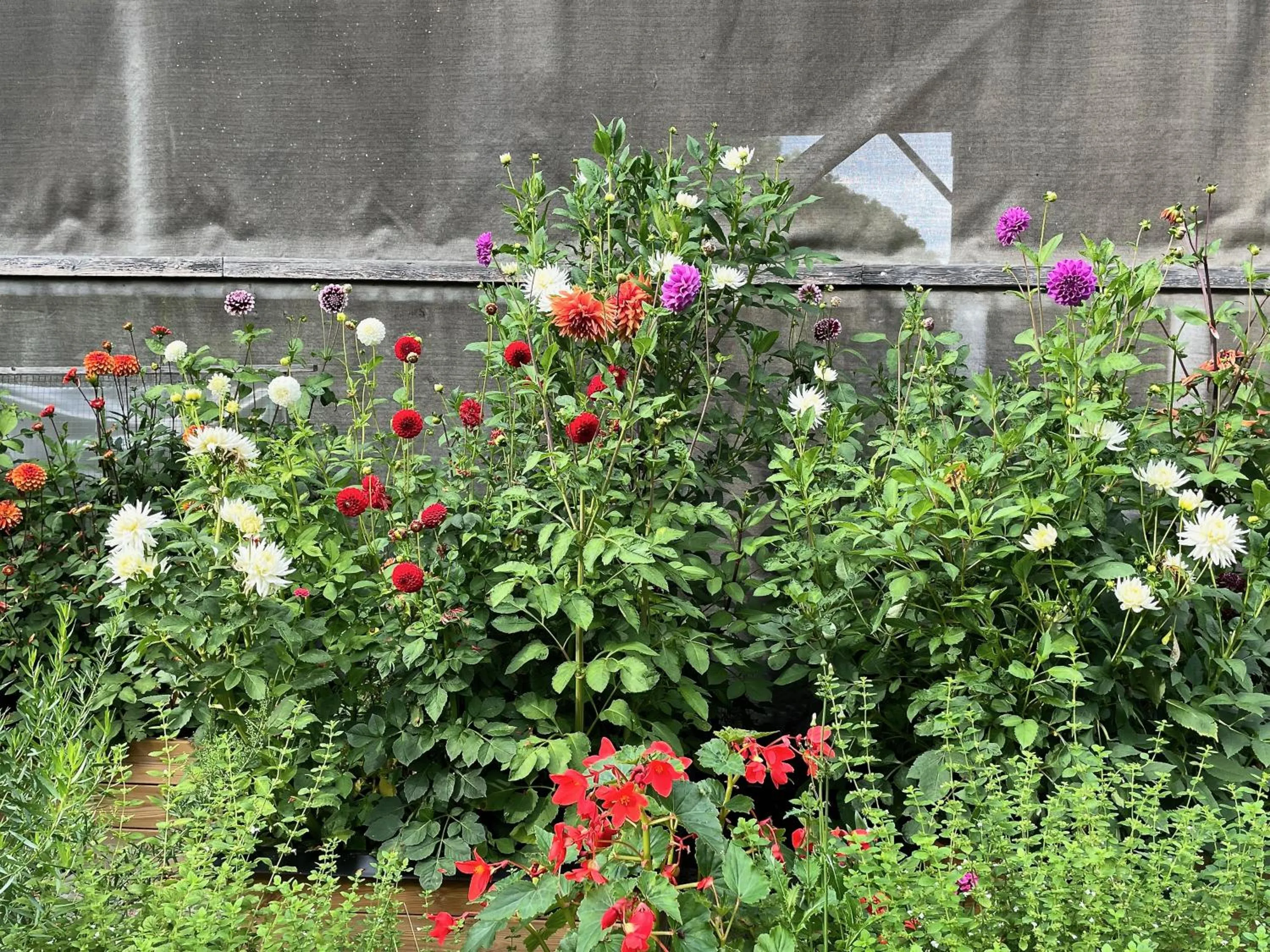 Garden in The Old Henhouse