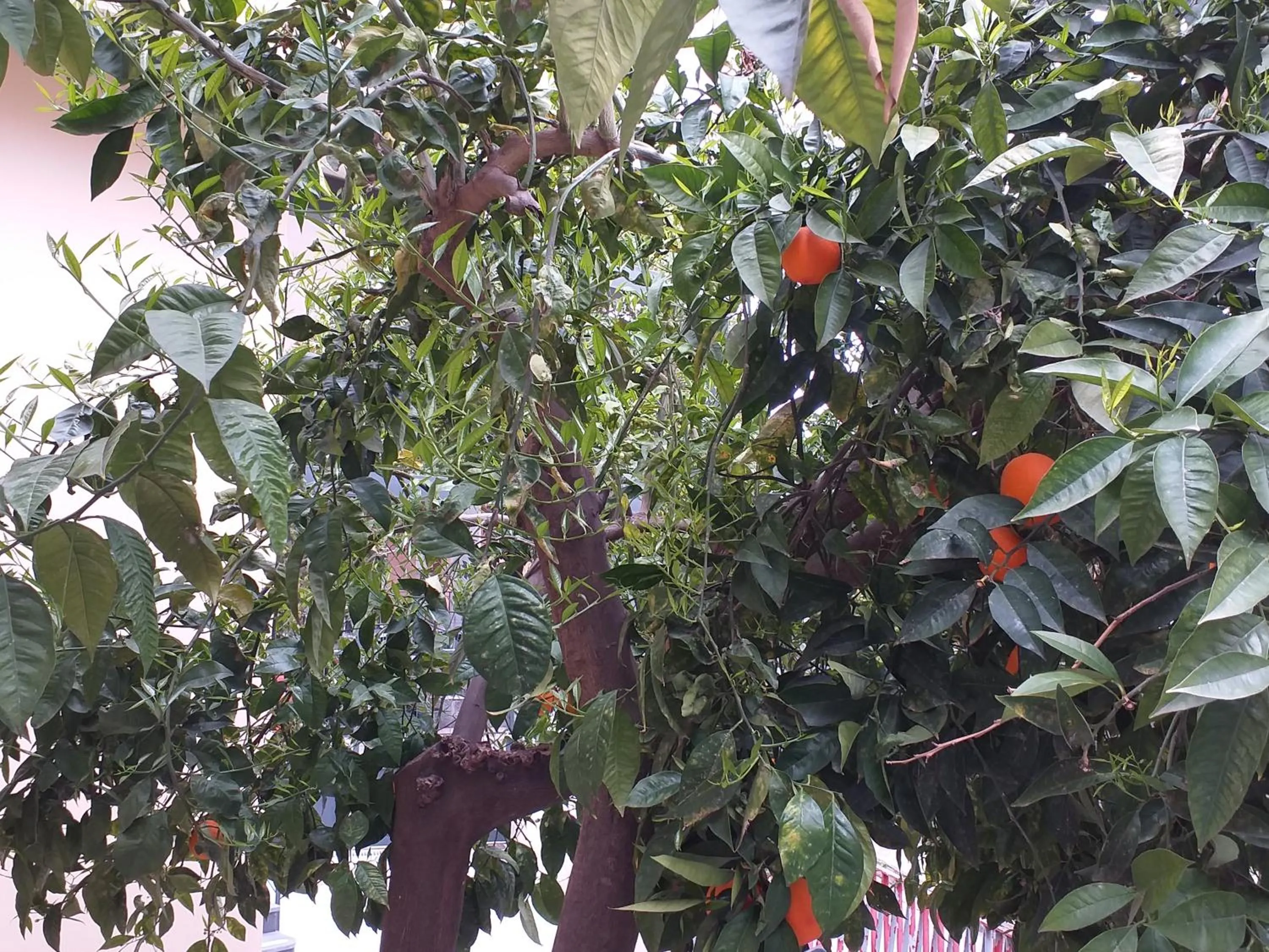 Garden in Appartamento B&B Domus Pompei
