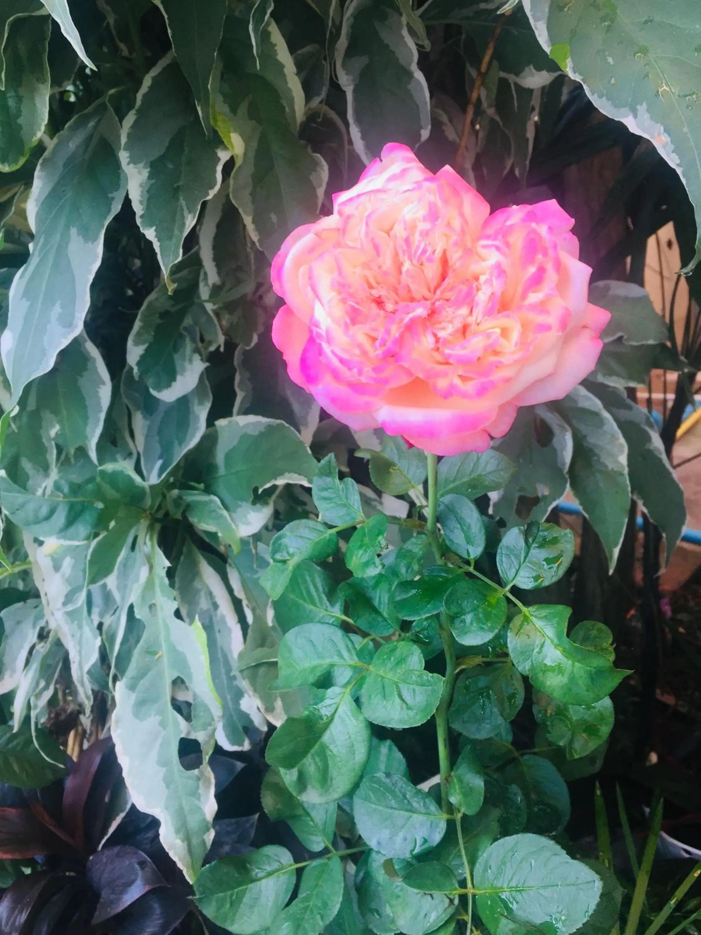 DE ROSE Hotel Chiang Mai