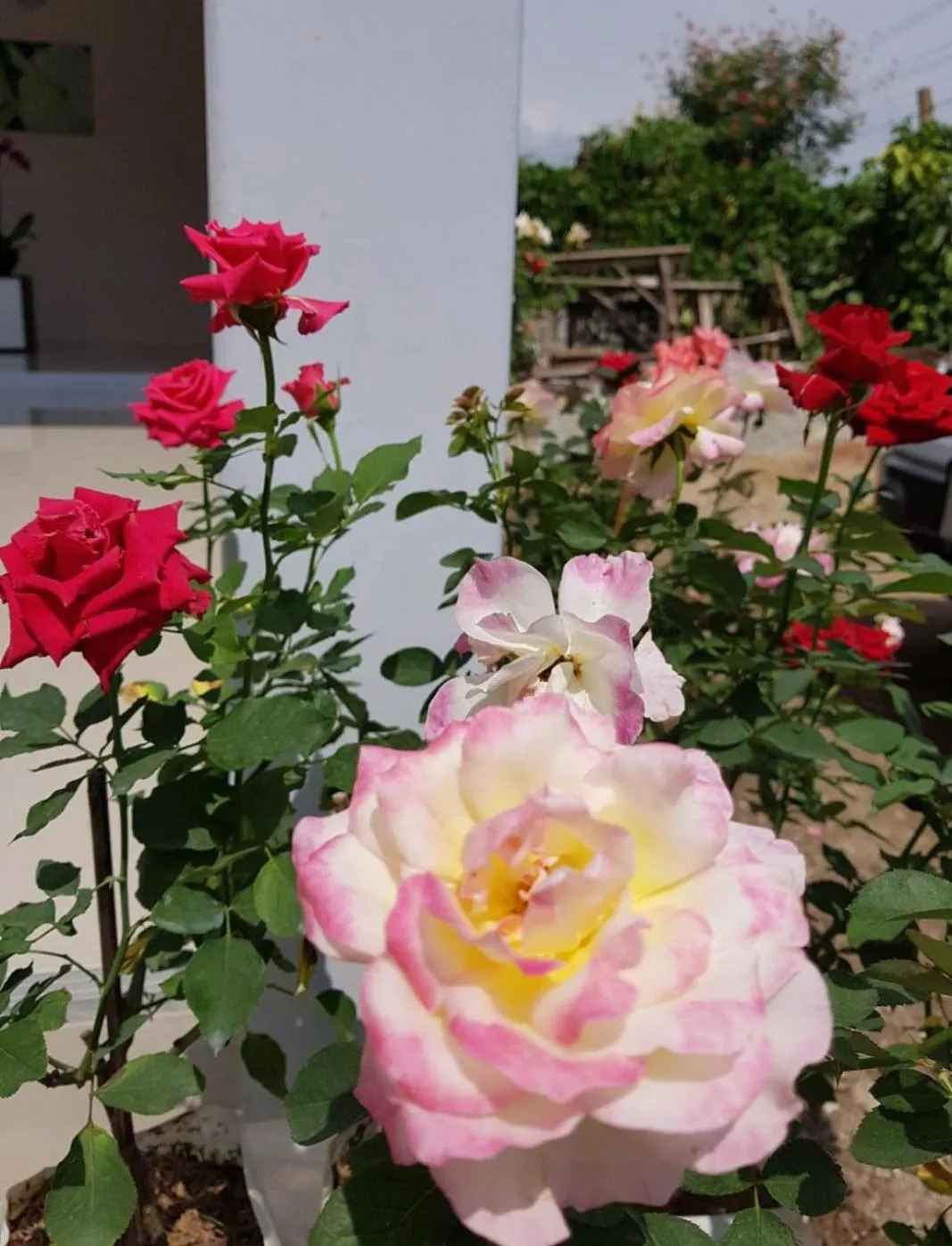 DE ROSE Hotel Chiang Mai