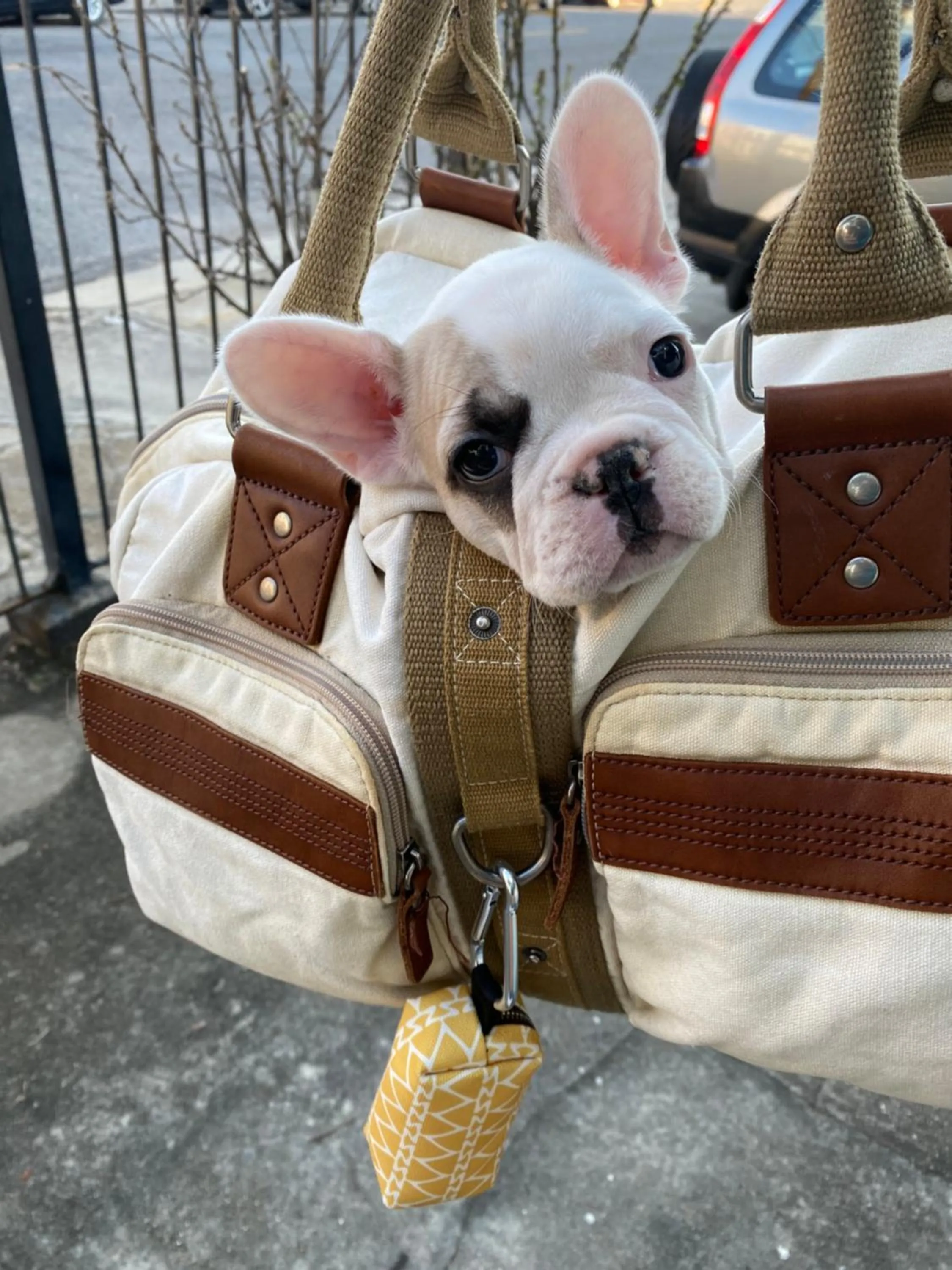 pet friendly in Creole Gardens Guesthouse and Inn