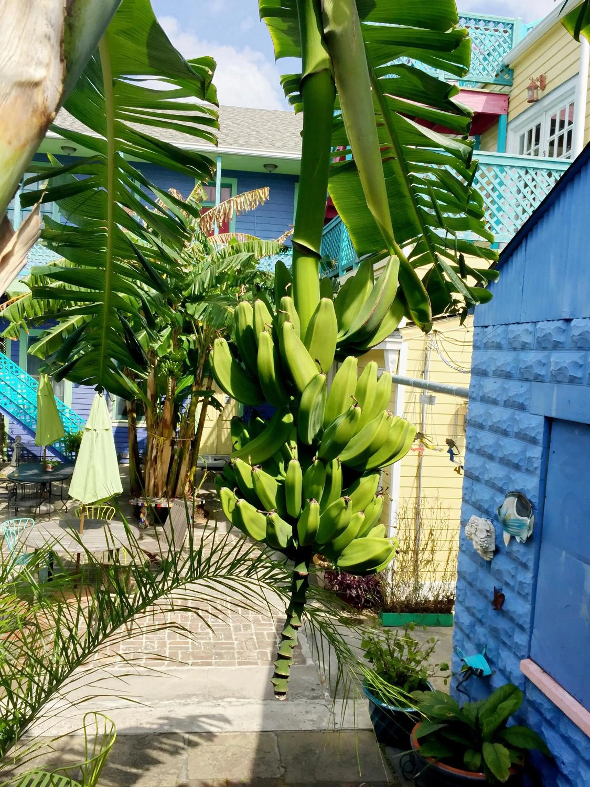 Garden in Creole Gardens Guesthouse and Inn