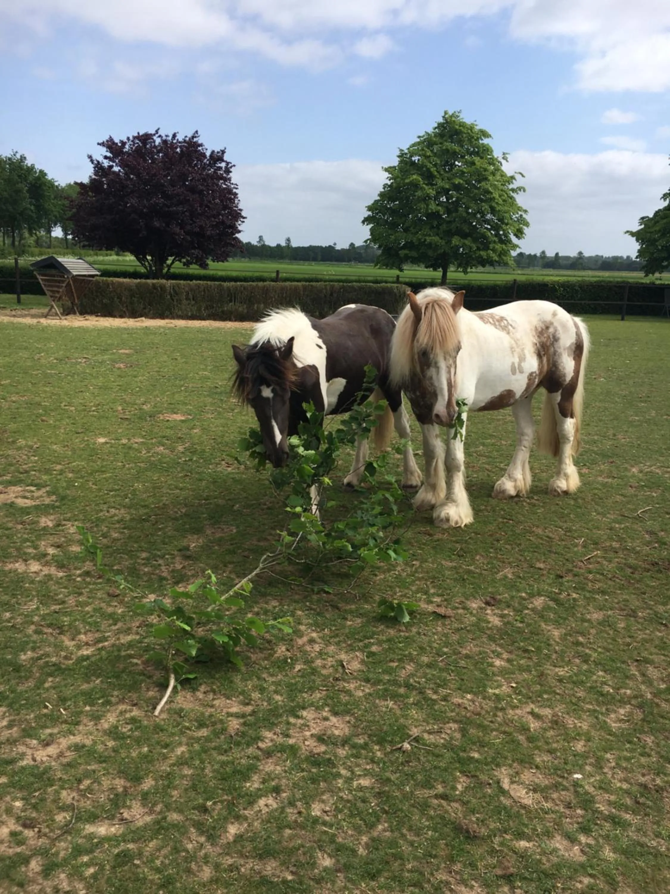 Animals in B&B en Wellness de Waalhoeve