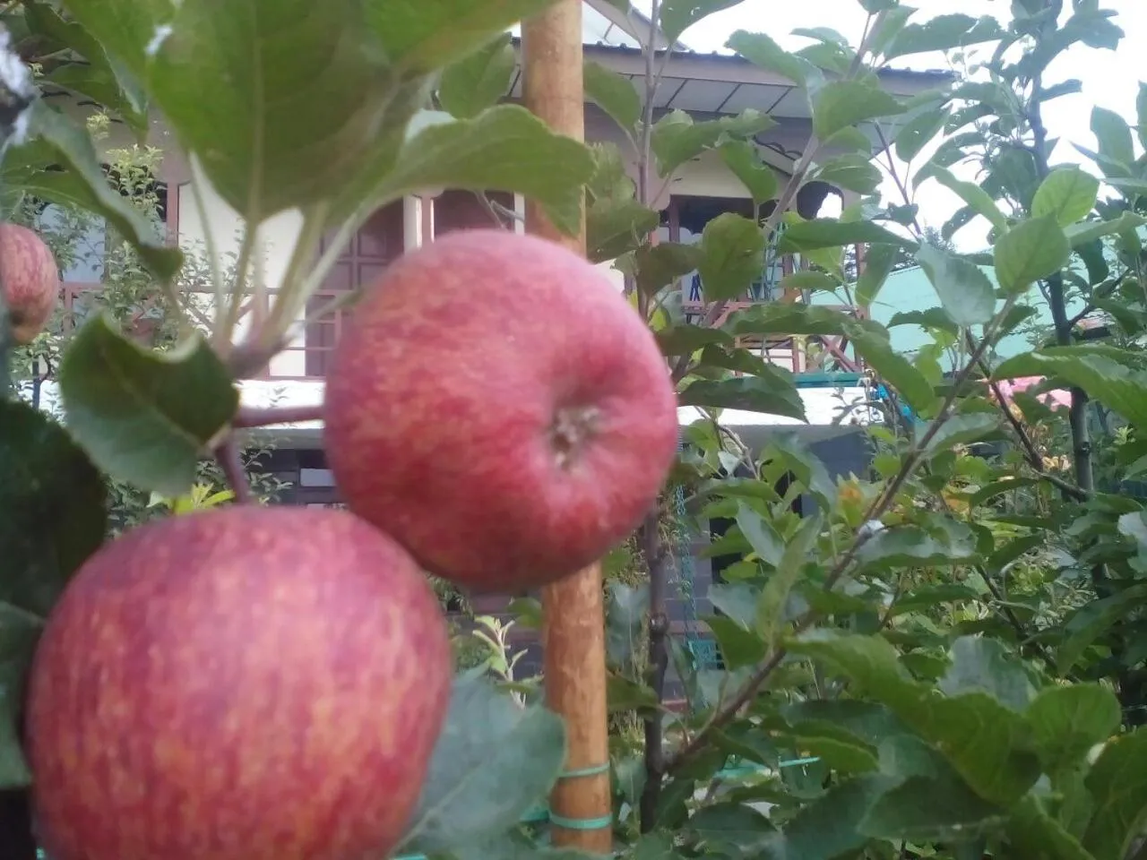 Garden in Snow King Retreat - The Heaven