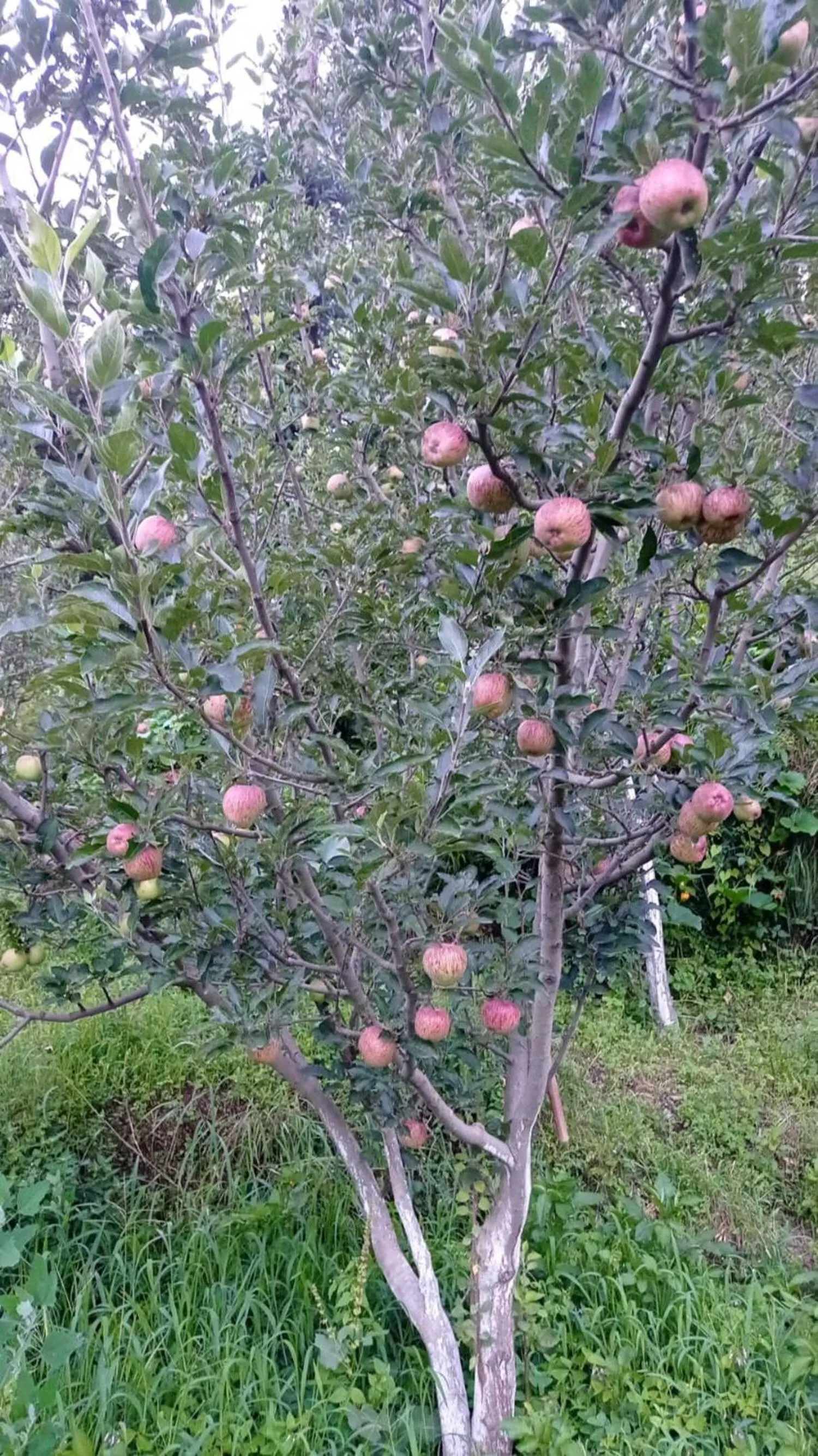 Garden in Snow King Retreat - The Heaven