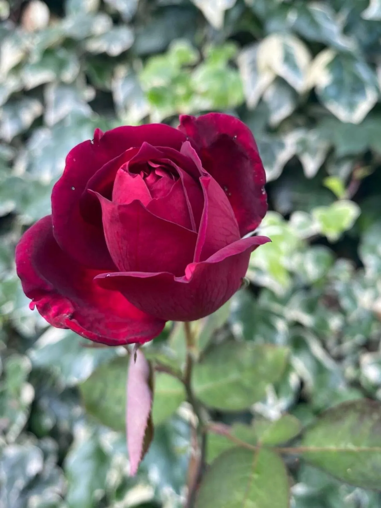 Garden view in Snow King Retreat - The Heaven