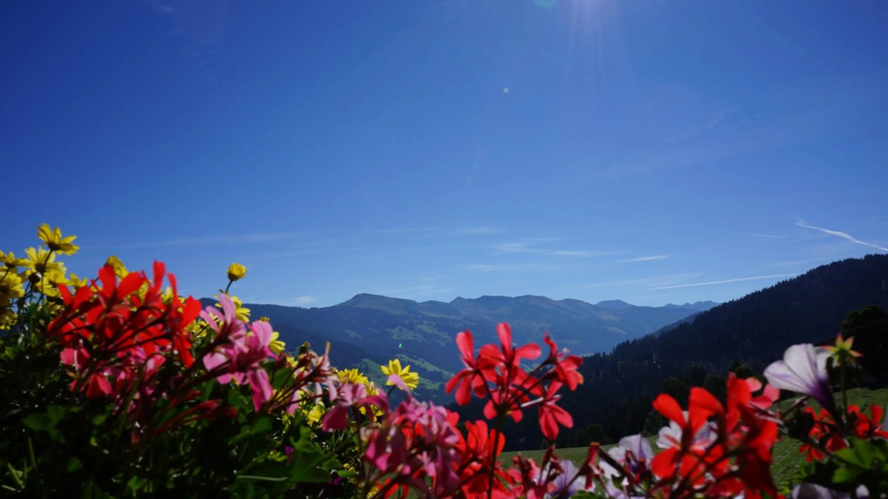 View (from property/room) in Gasthof Almhof