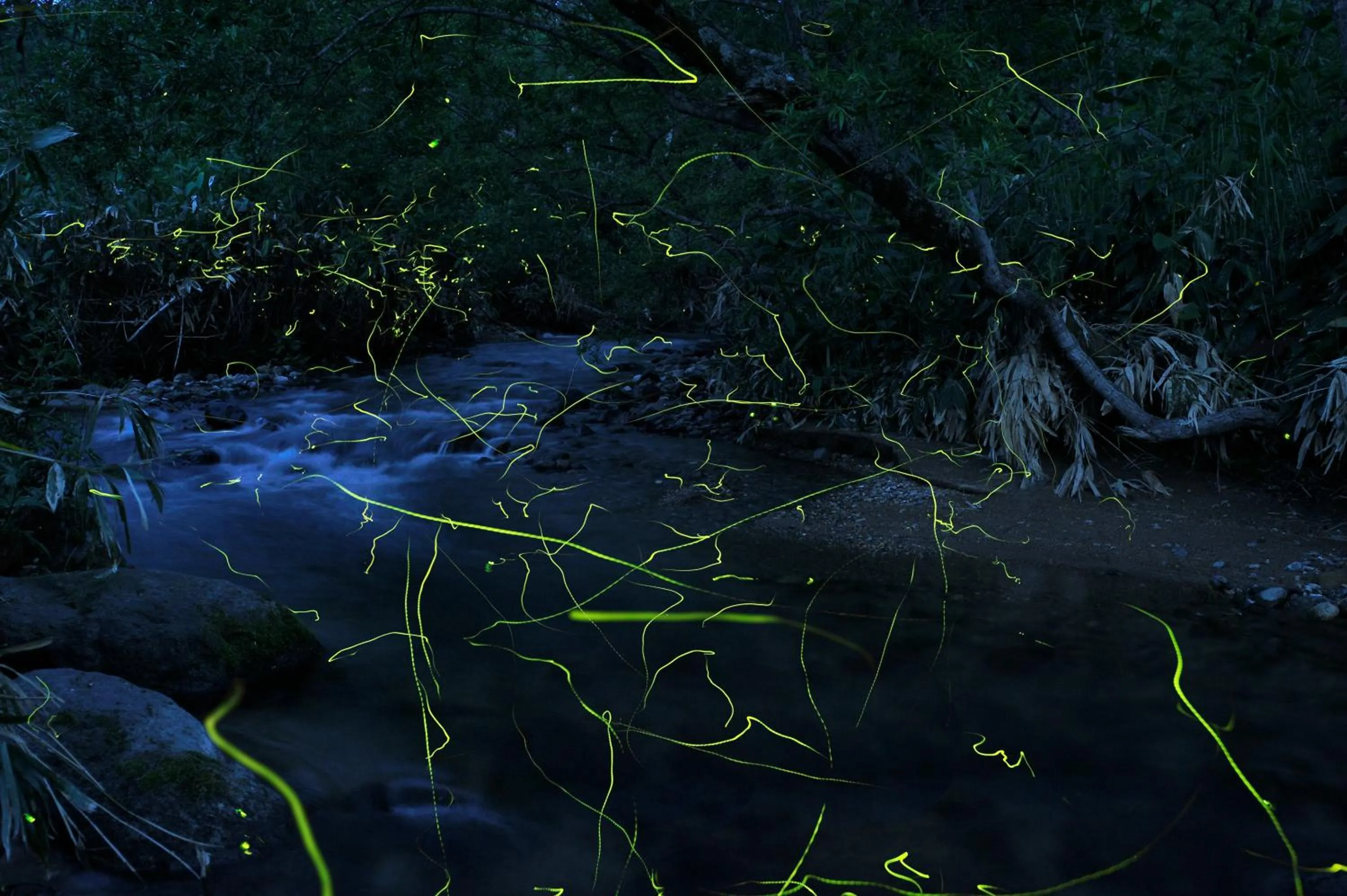 Other in Aspen Shiga