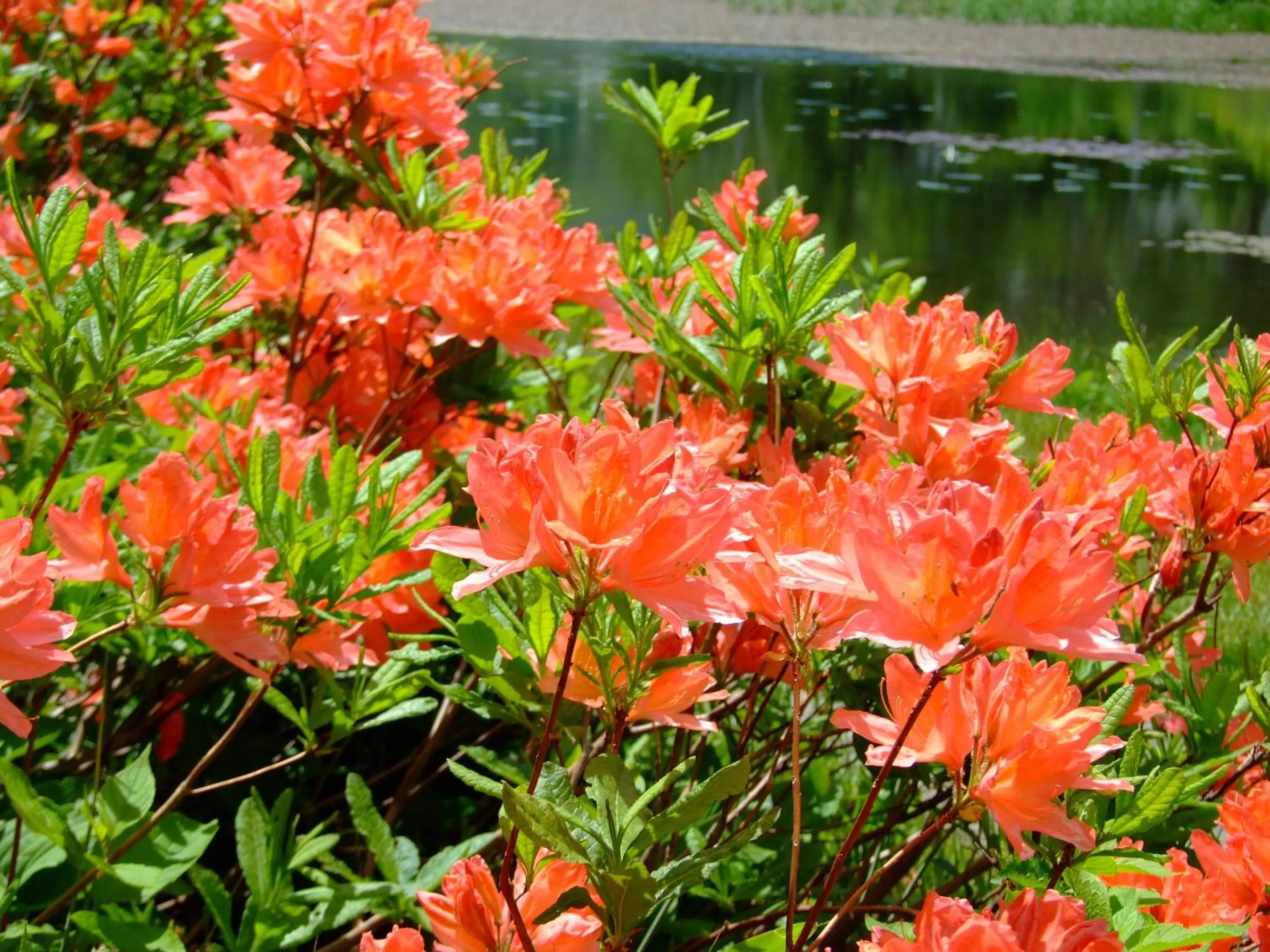 Other in Aspen Shiga