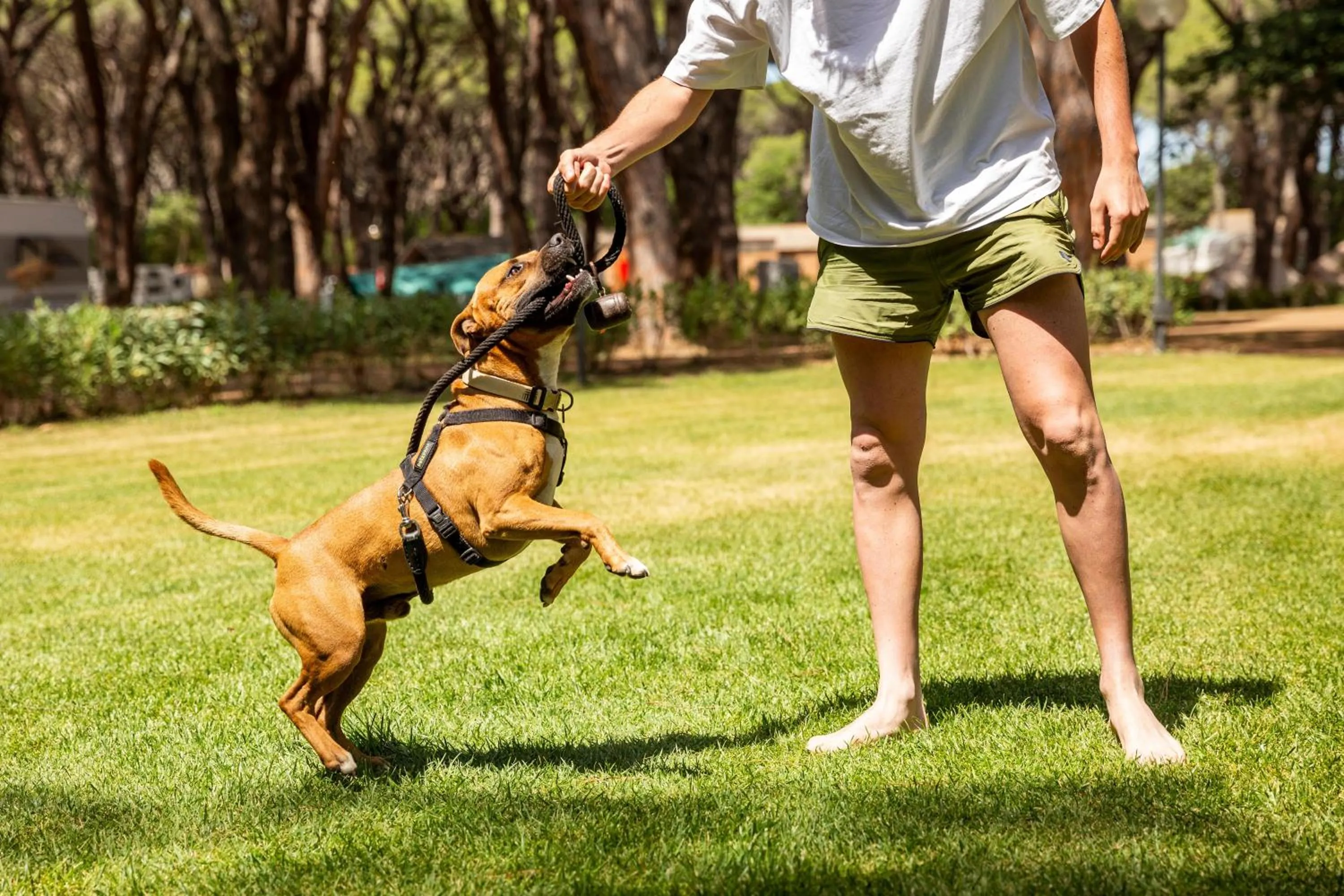 Pets in Gitavillage Le Marze