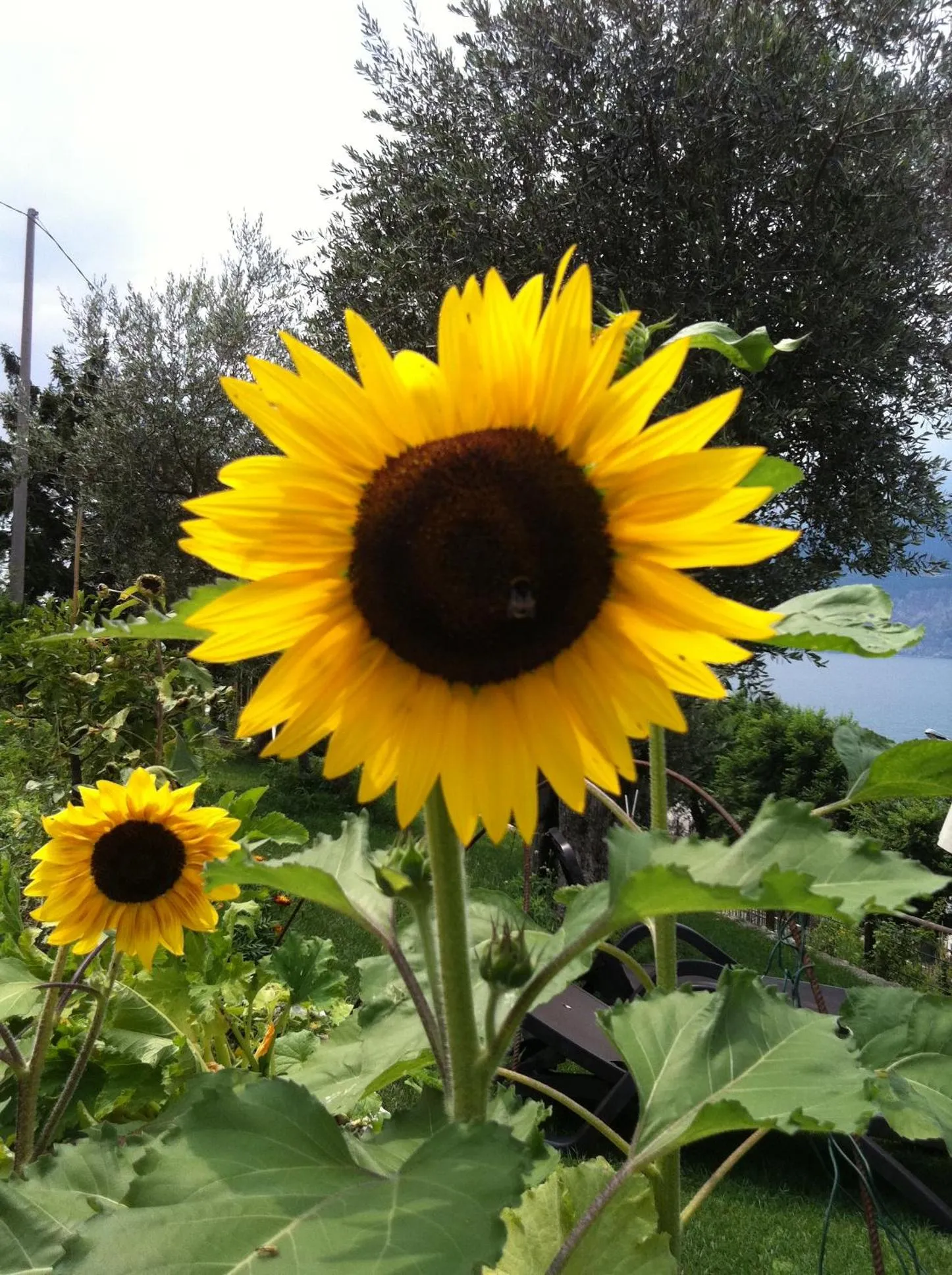 Day in Villa Treccani Apartments