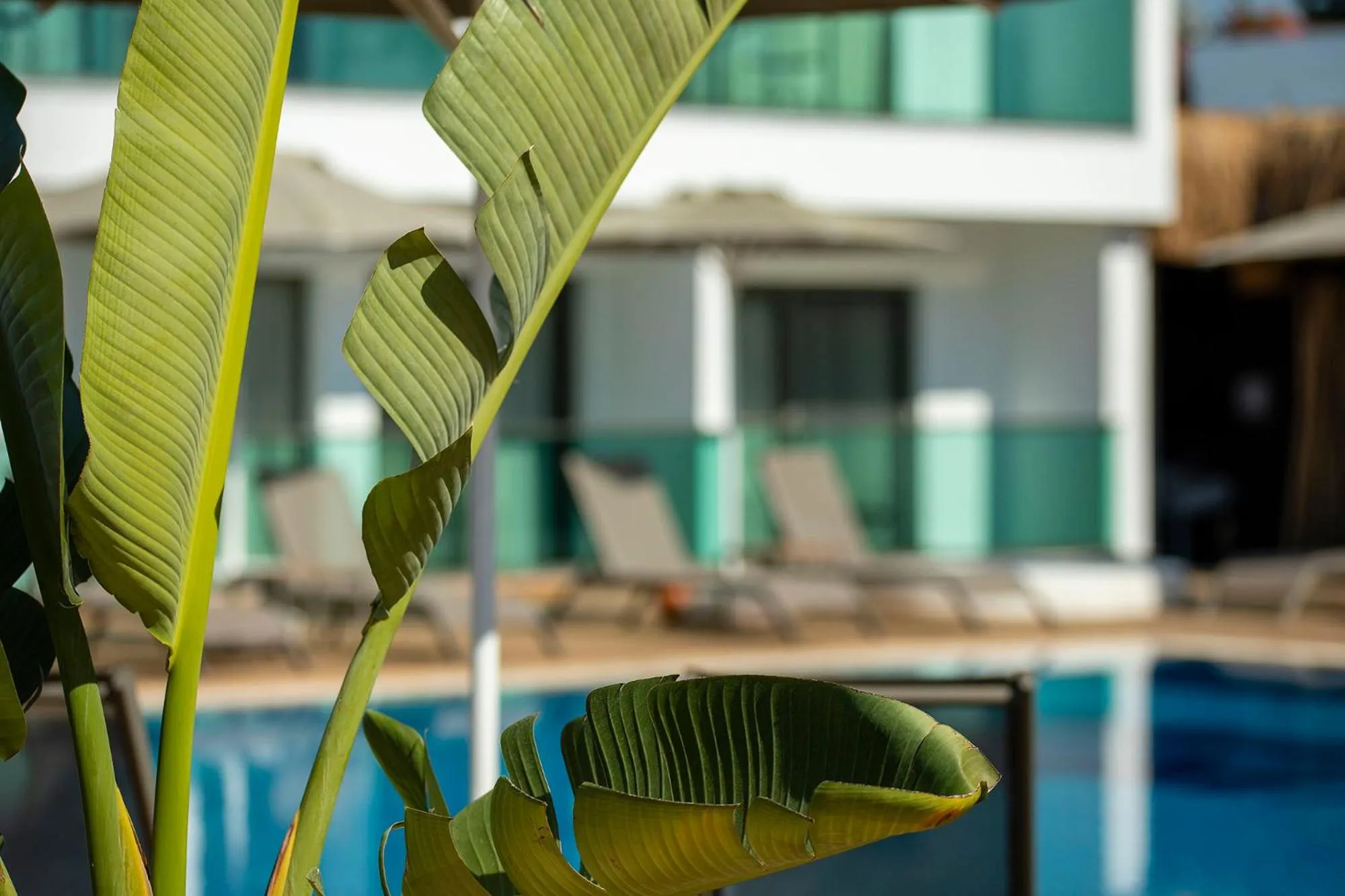 Garden view in Yalıpark Beach Hotel