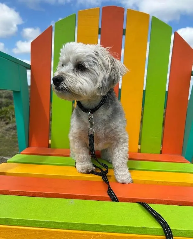 NEW 2026-Ocean Sands Beach Boutique Inn-Sauna and Salt-Mineral Pool -Free Beach Bikes and Famous Beach- Fresh Baked Cookies and Popcorn - Bathrobes and Sunscreen in all rooms-Ultra Sparkling-Free Laundry- 4 Grand Black Beds-Call NOW & Save-1-252-AHA-SAND