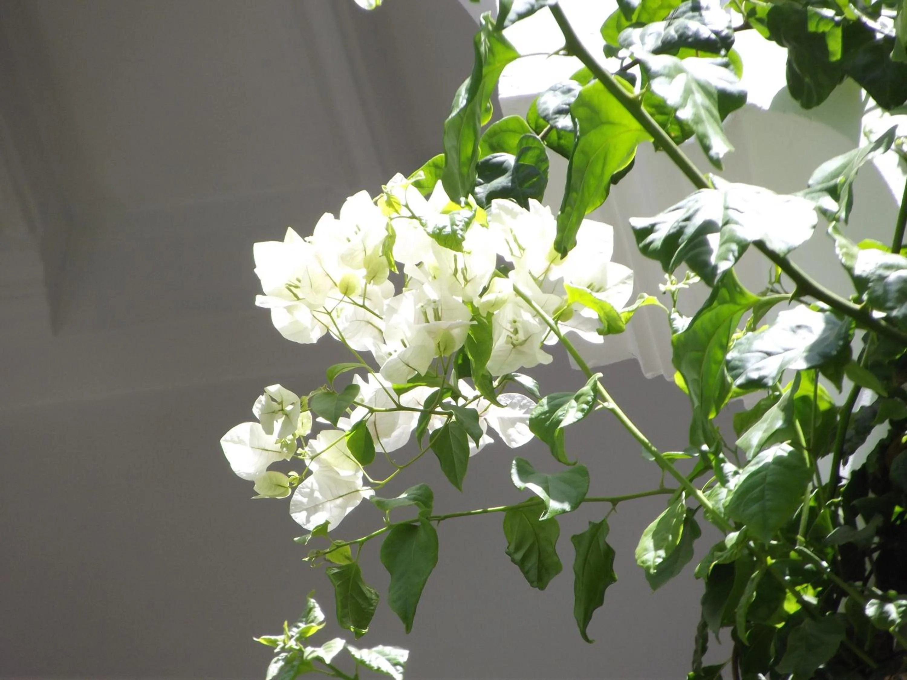 Other in Riad Les Bougainvilliers