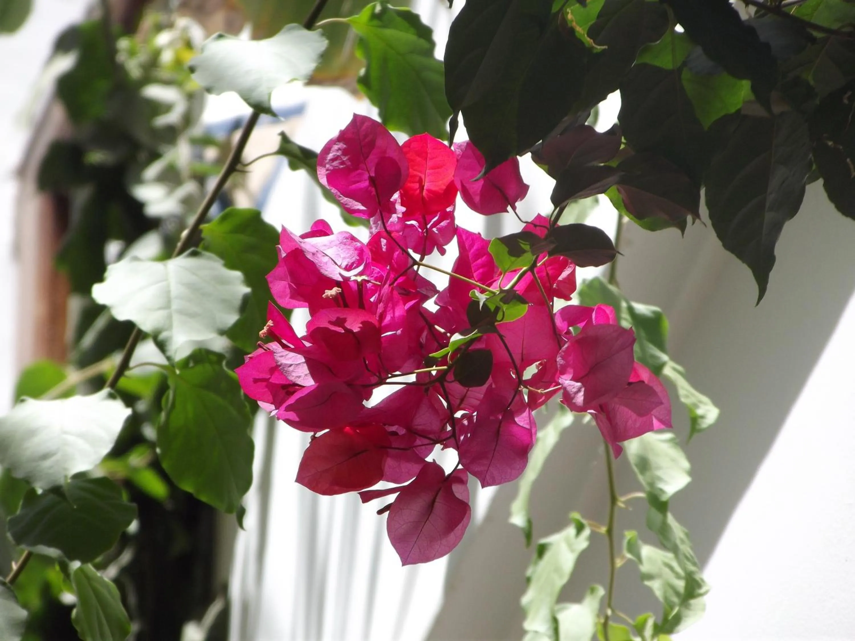 Other in Riad Les Bougainvilliers