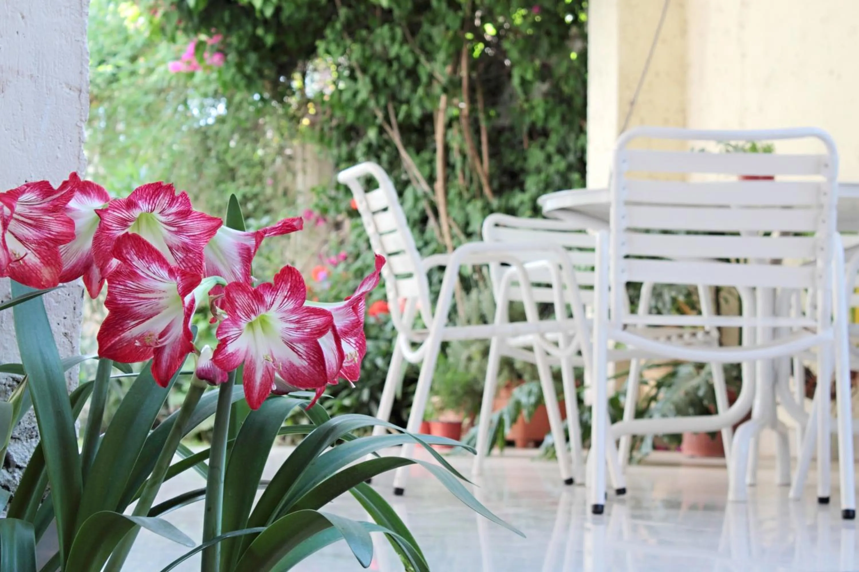 Patio in Paradise Departamentos