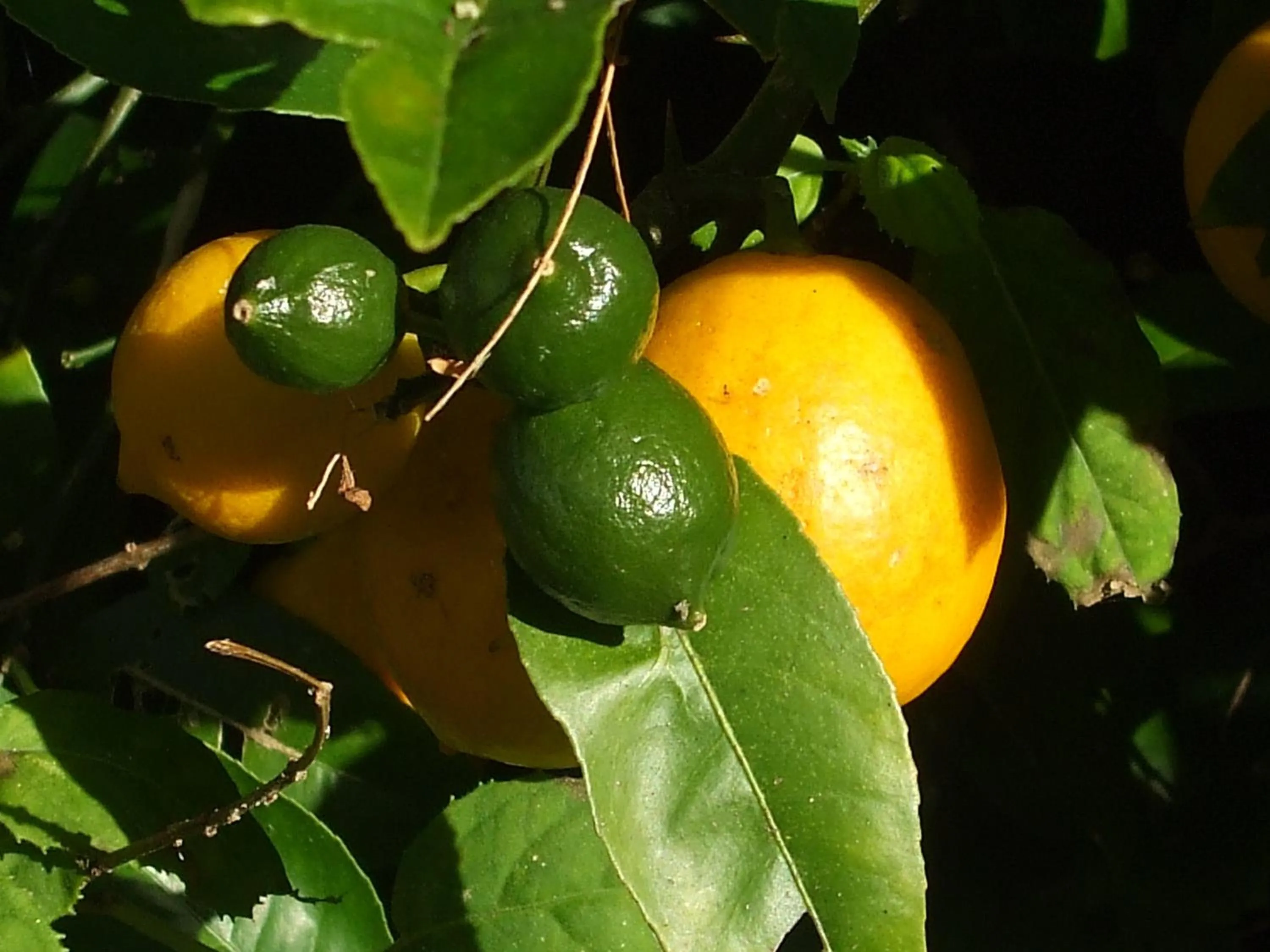 Garden in Havenlee Homestay
