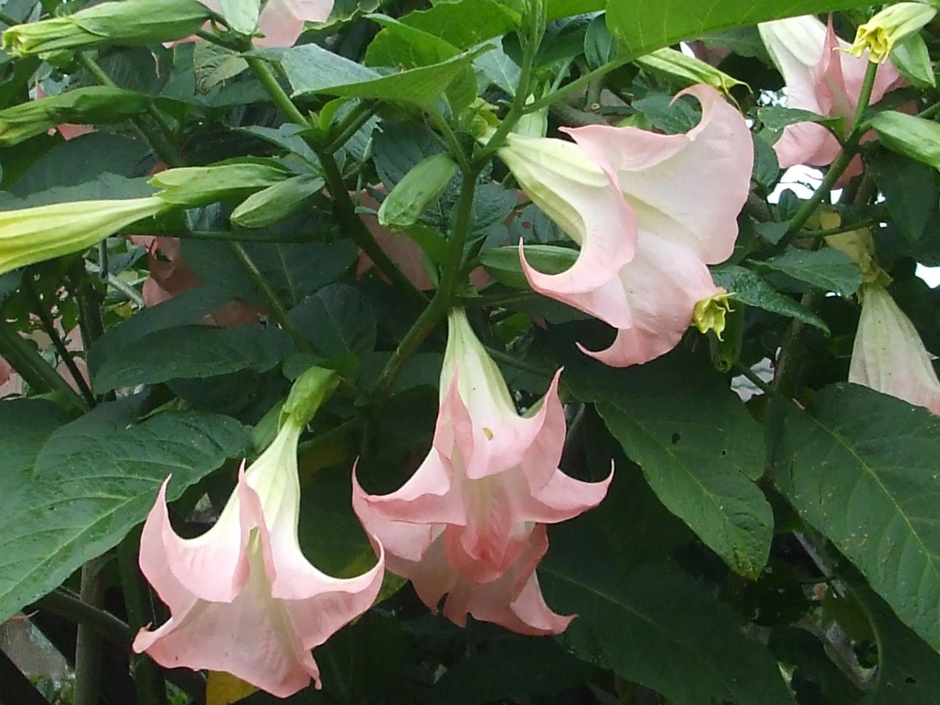 Garden in Havenlee Homestay
