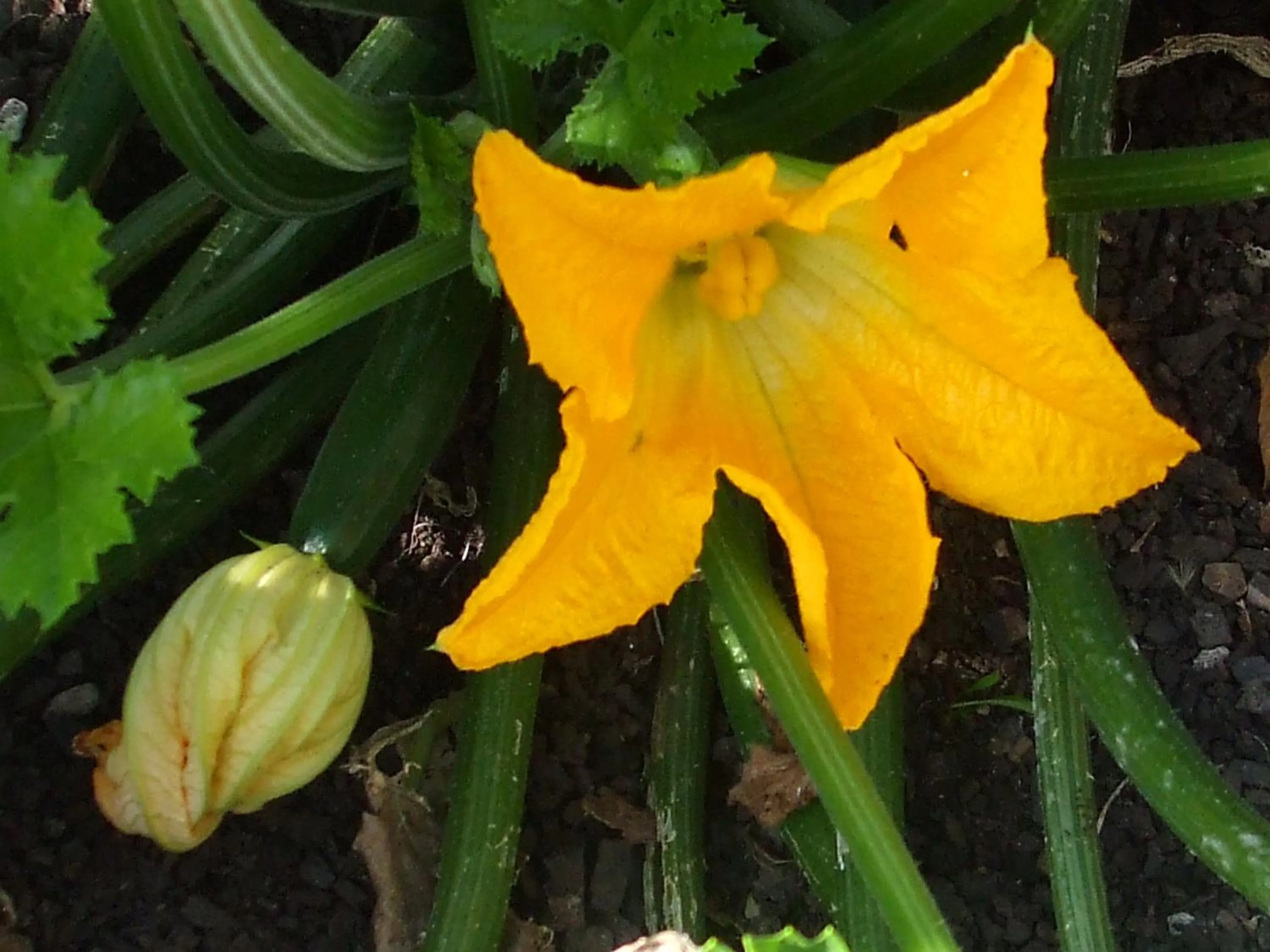Garden in Havenlee Homestay