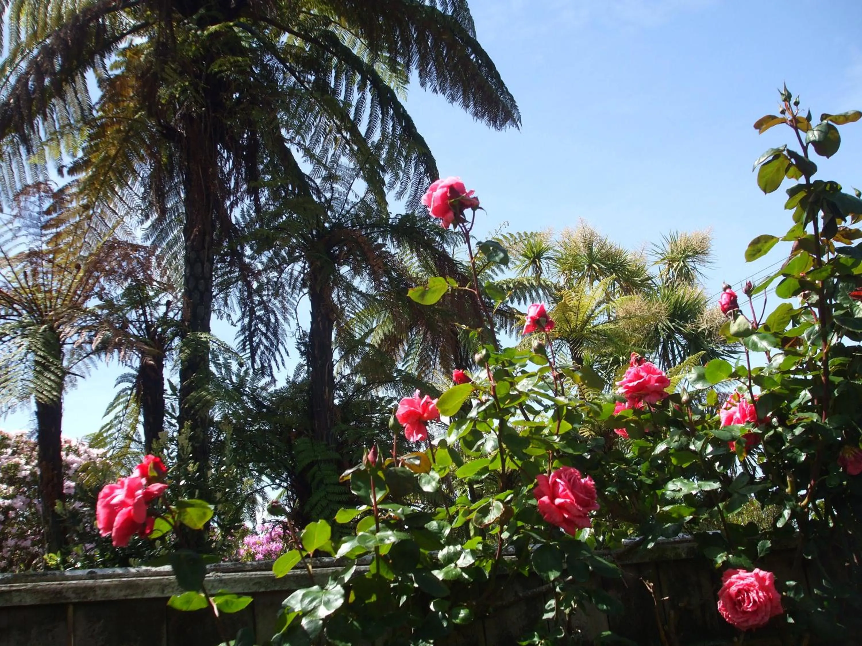 Garden in Havenlee Homestay