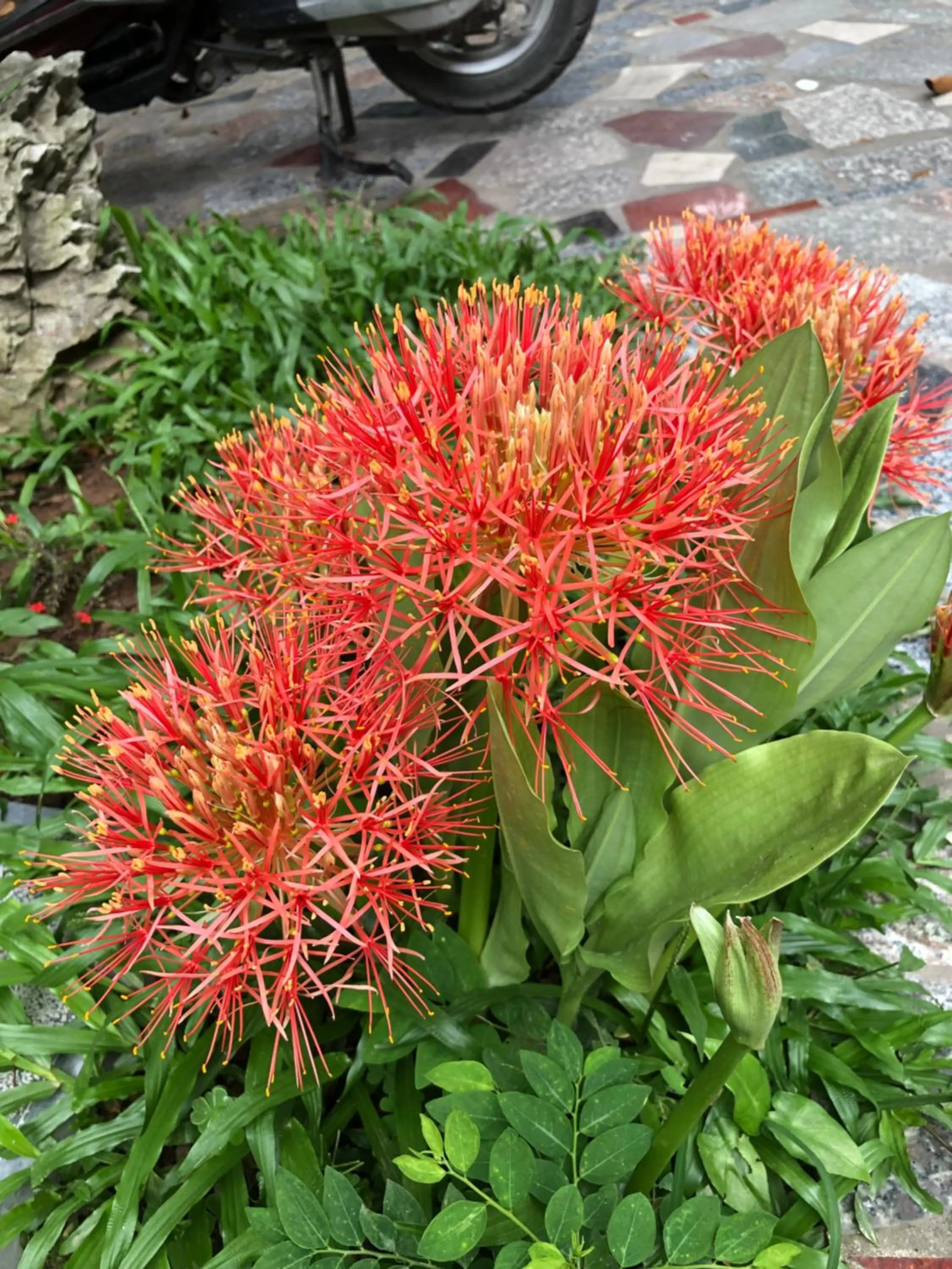 Tam Coc Hello Homestay