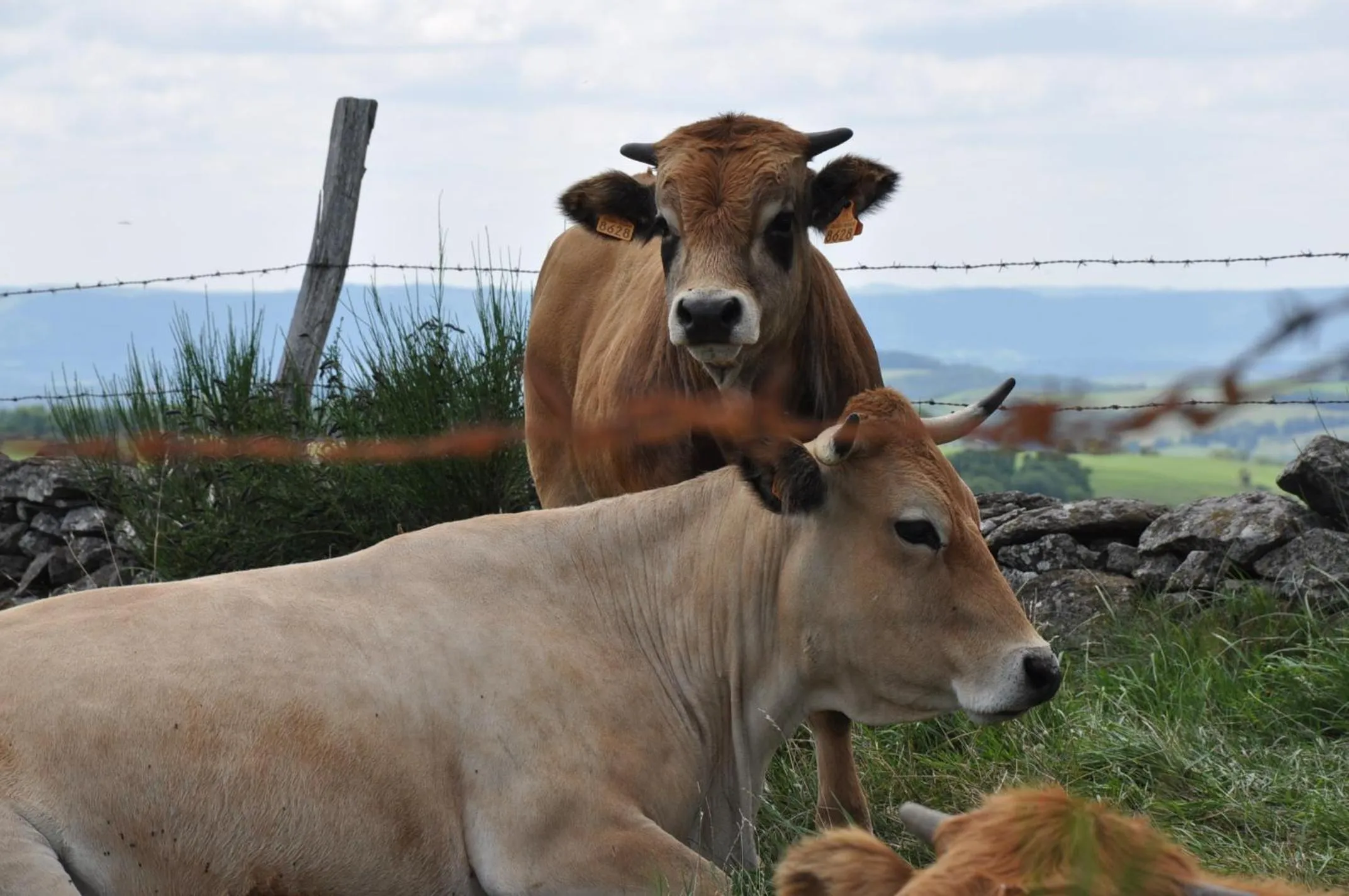 Spring in Chambres d'hôtes Le Lepadou-Bas