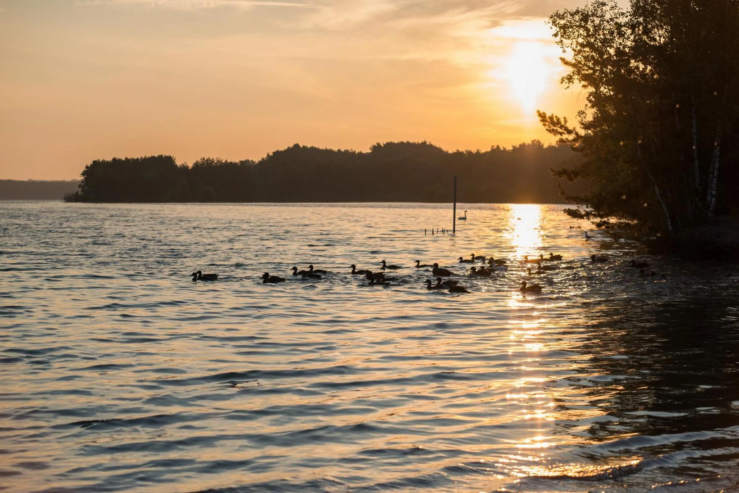 Natural landscape in Hotel Kempense Meren by Sunparks