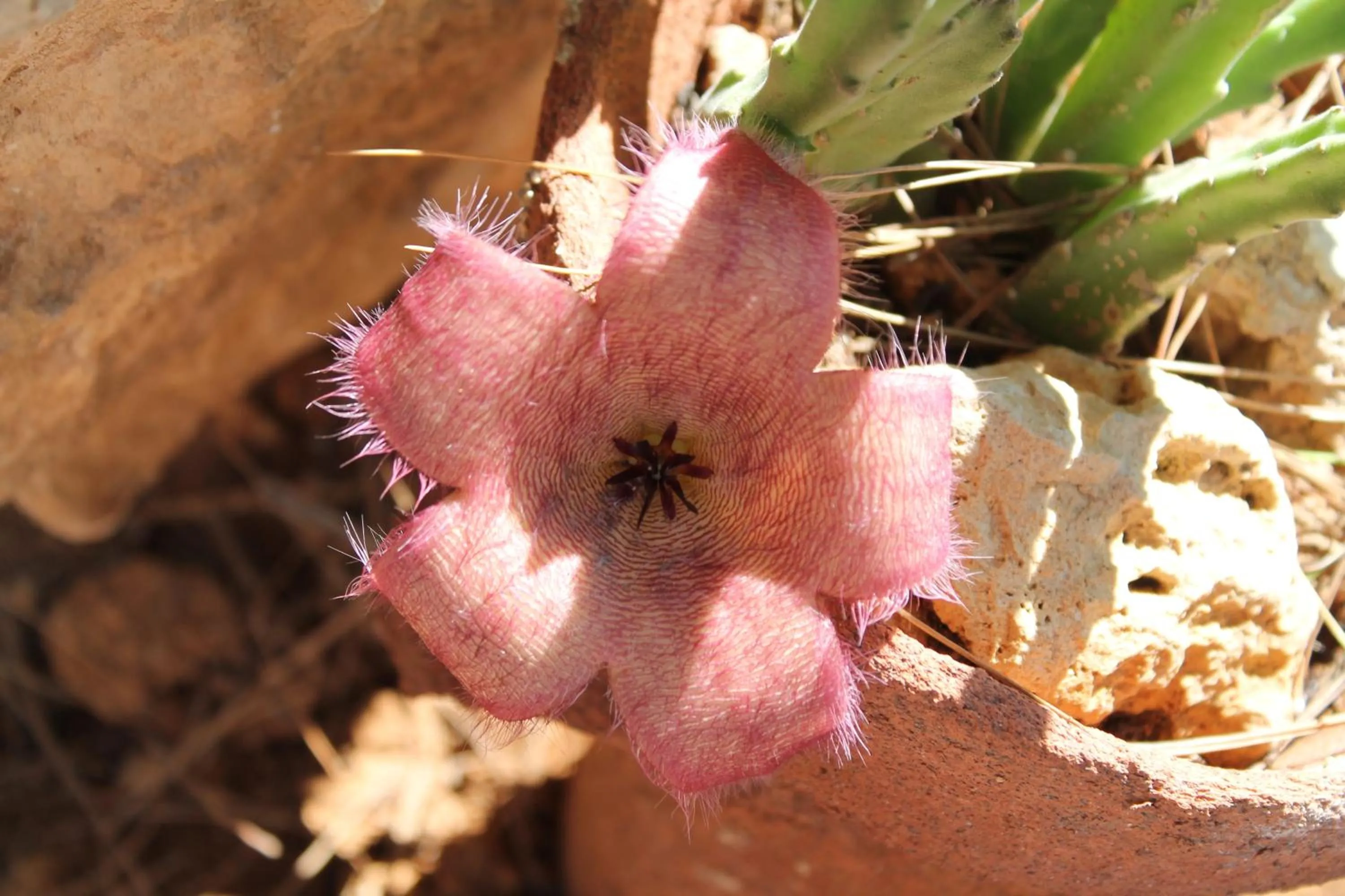 Garden in Luagos club Resort