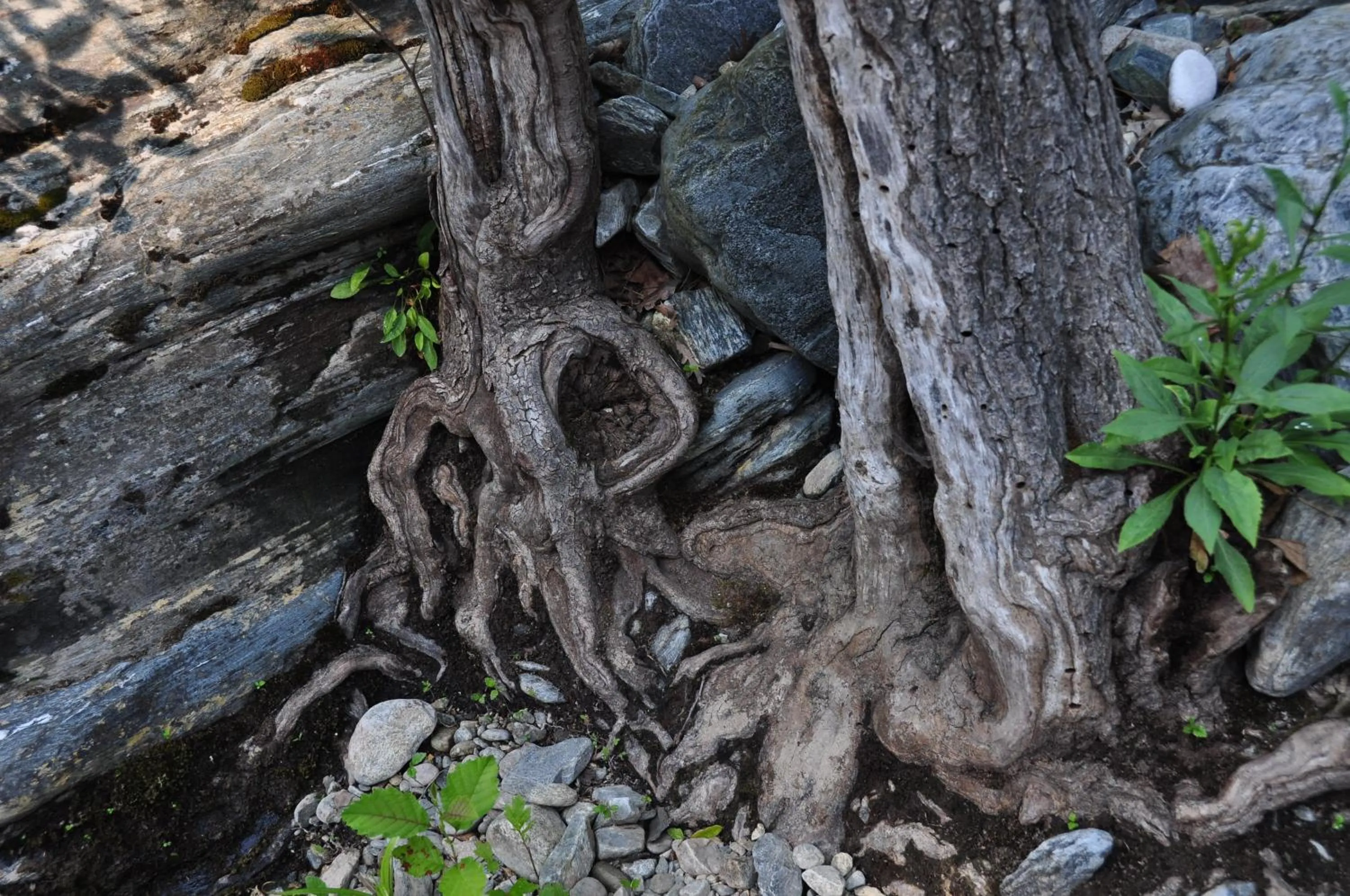 Spring in Kisik Konagi