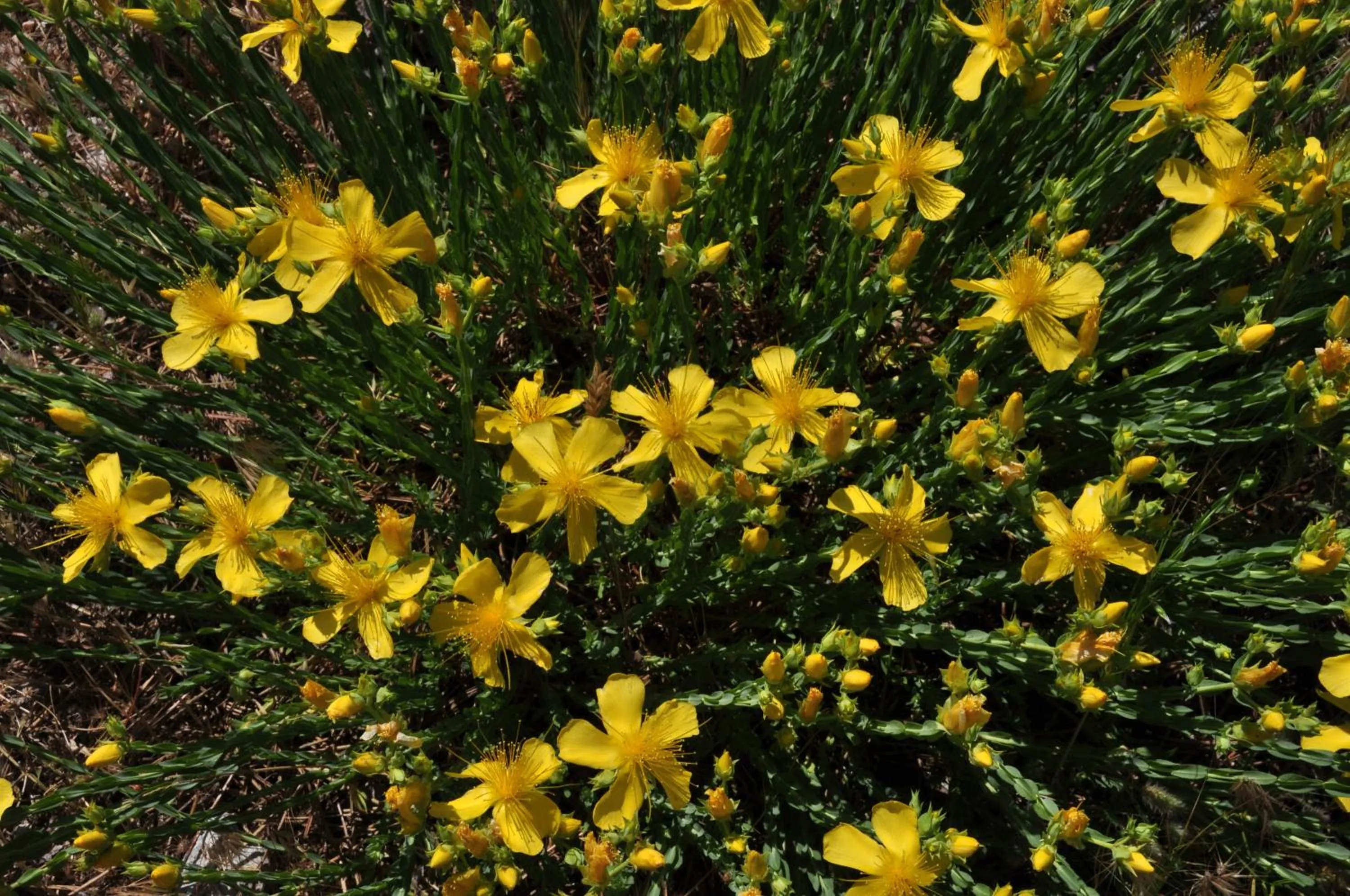 Natural landscape in Kisik Konagi