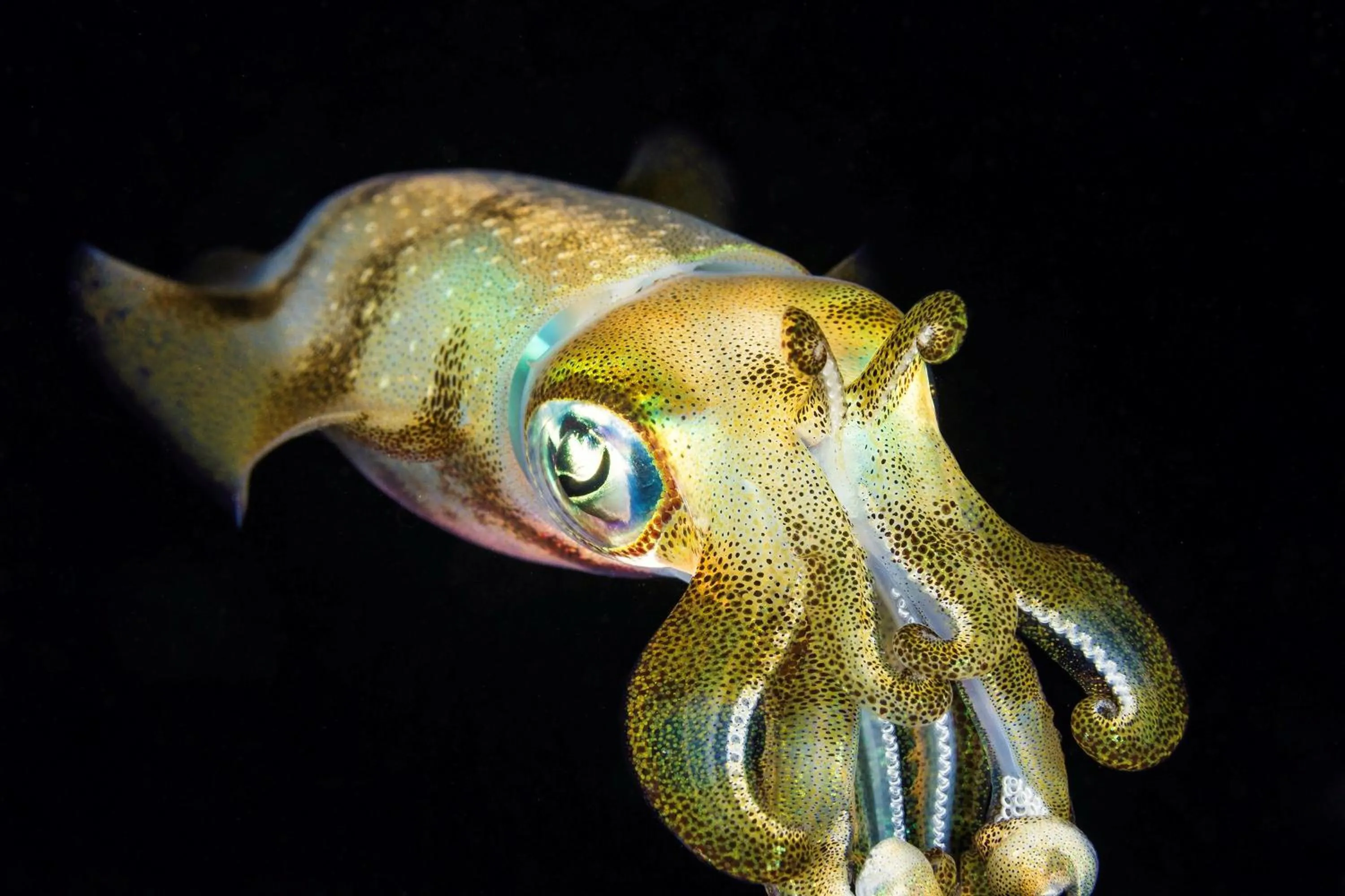 Animals in Quo Vadis Dive Resort