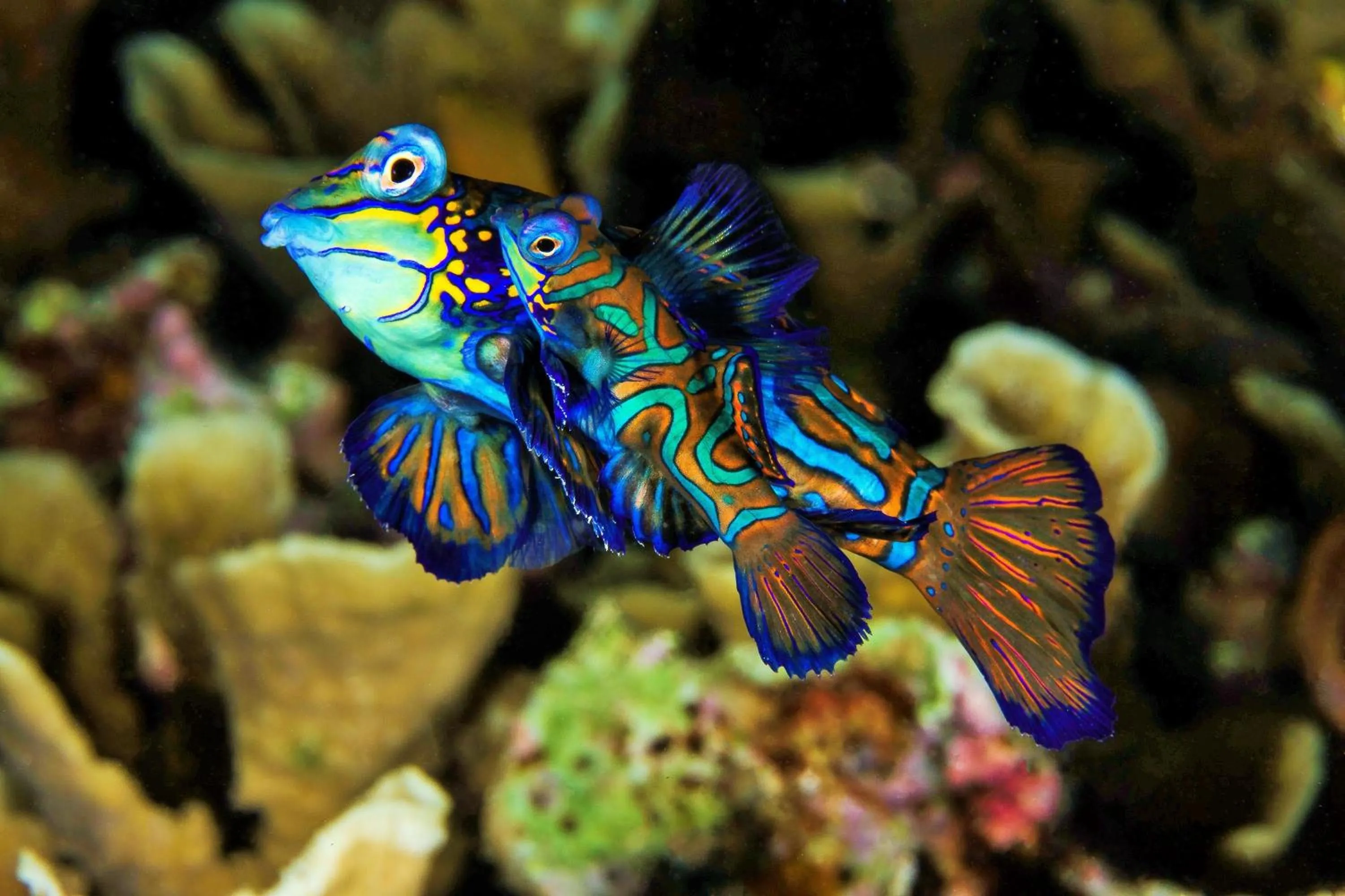 Diving in Quo Vadis Dive Resort