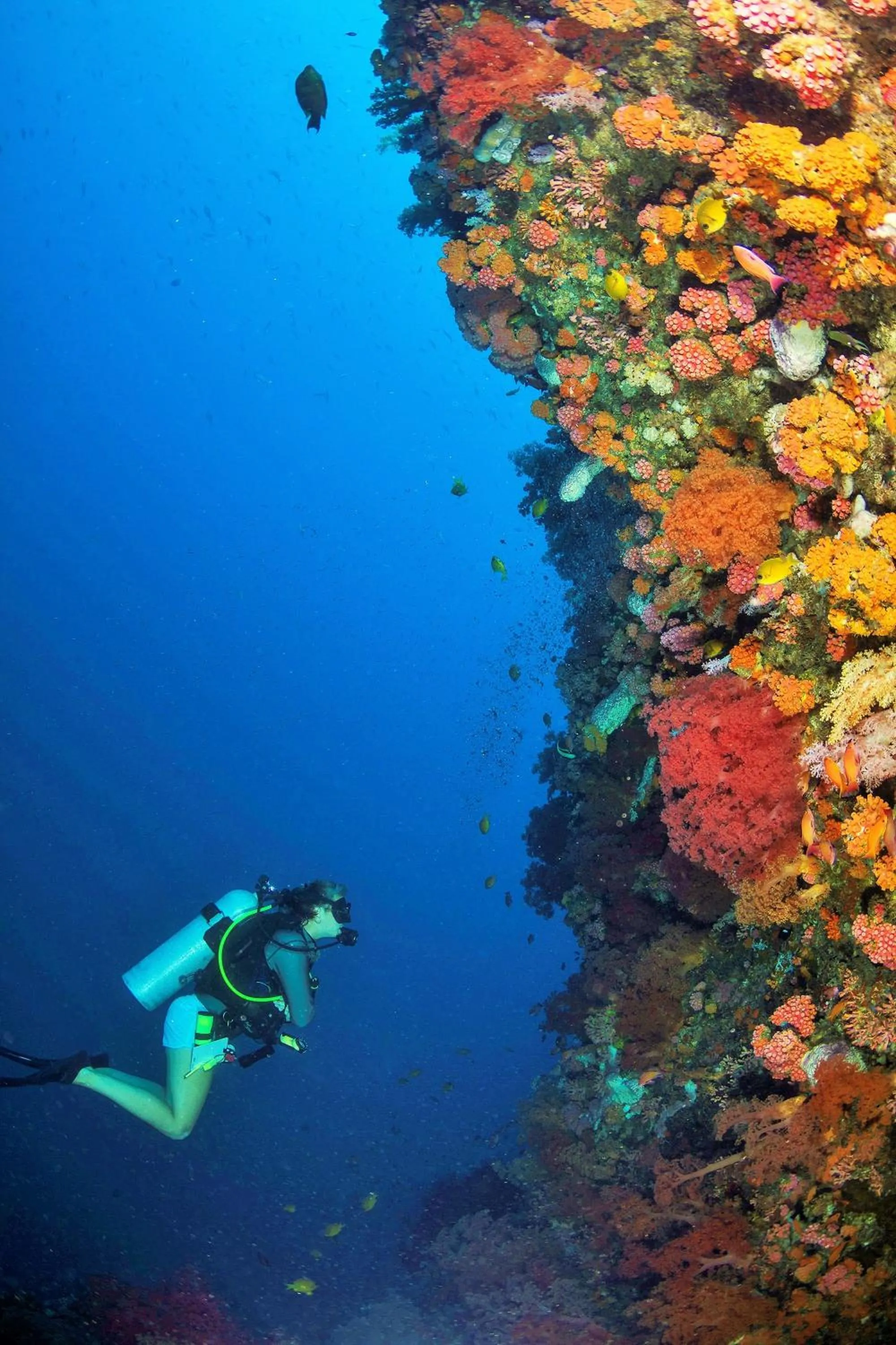 Diving in Quo Vadis Dive Resort