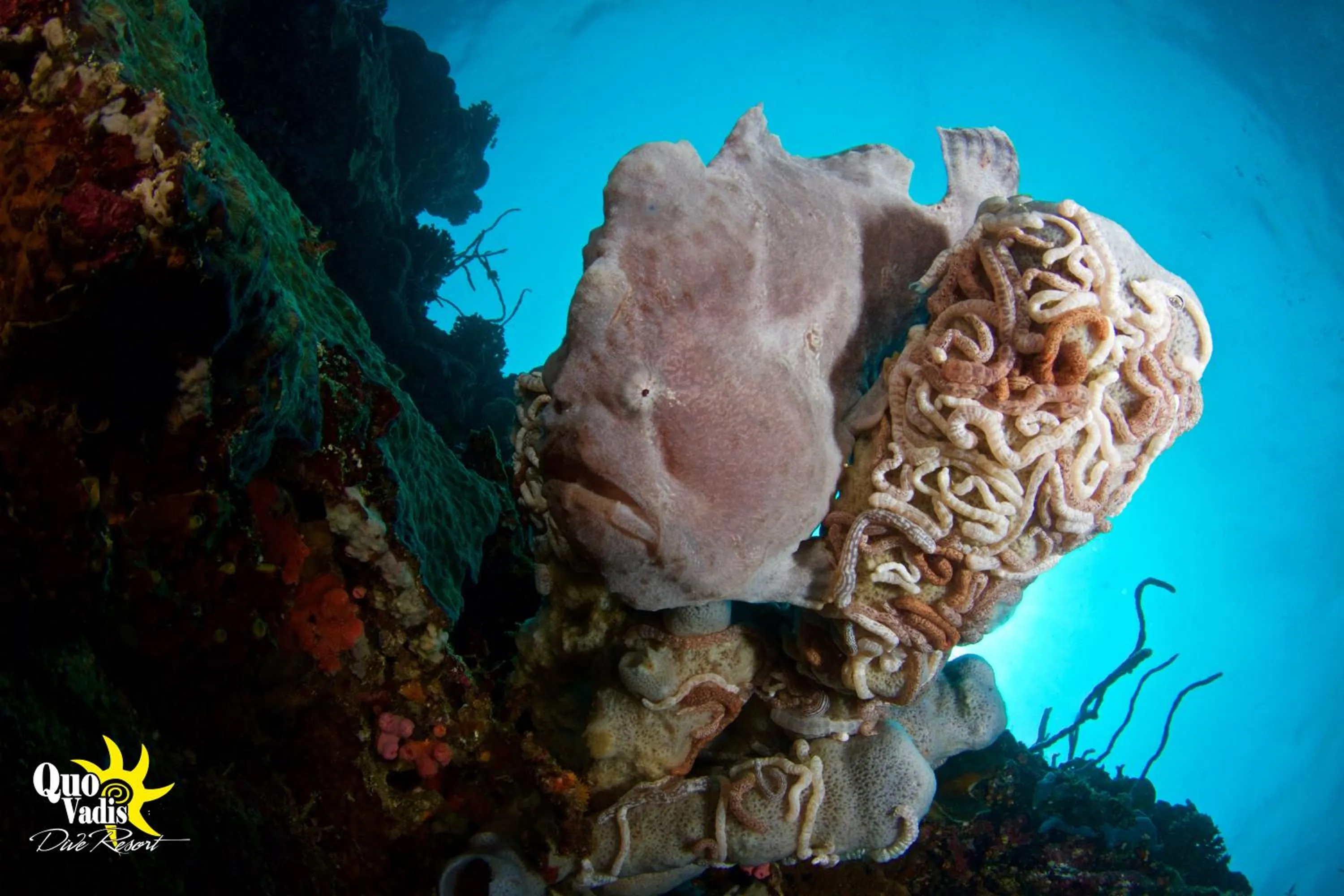 Diving in Quo Vadis Dive Resort