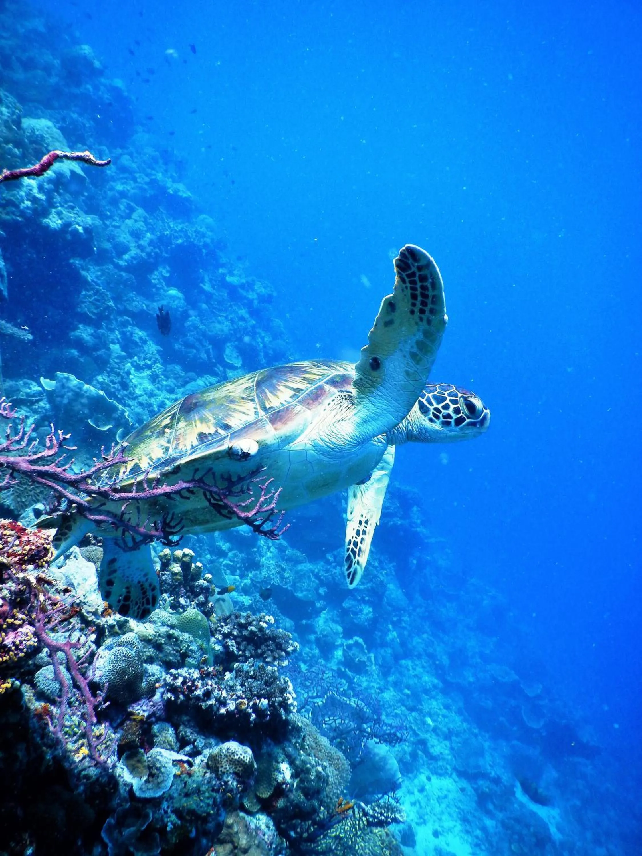 Animals in Quo Vadis Dive Resort