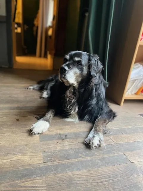 pet friendly in La Gabetière