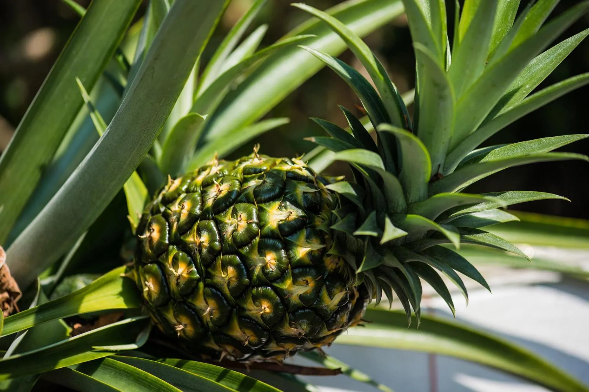 Garden in Bears' Place Guest House