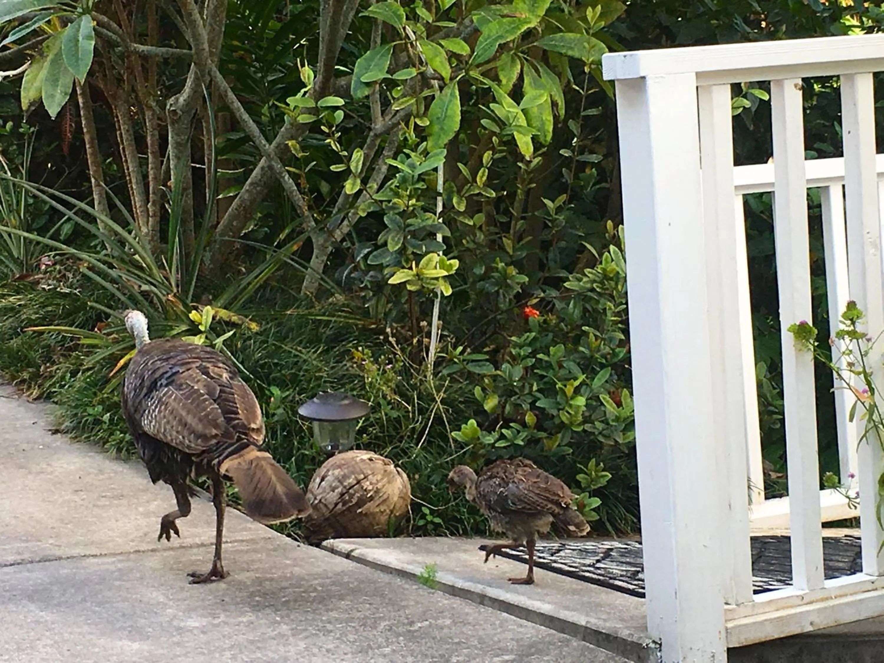 Animals in Bears' Place Guest House