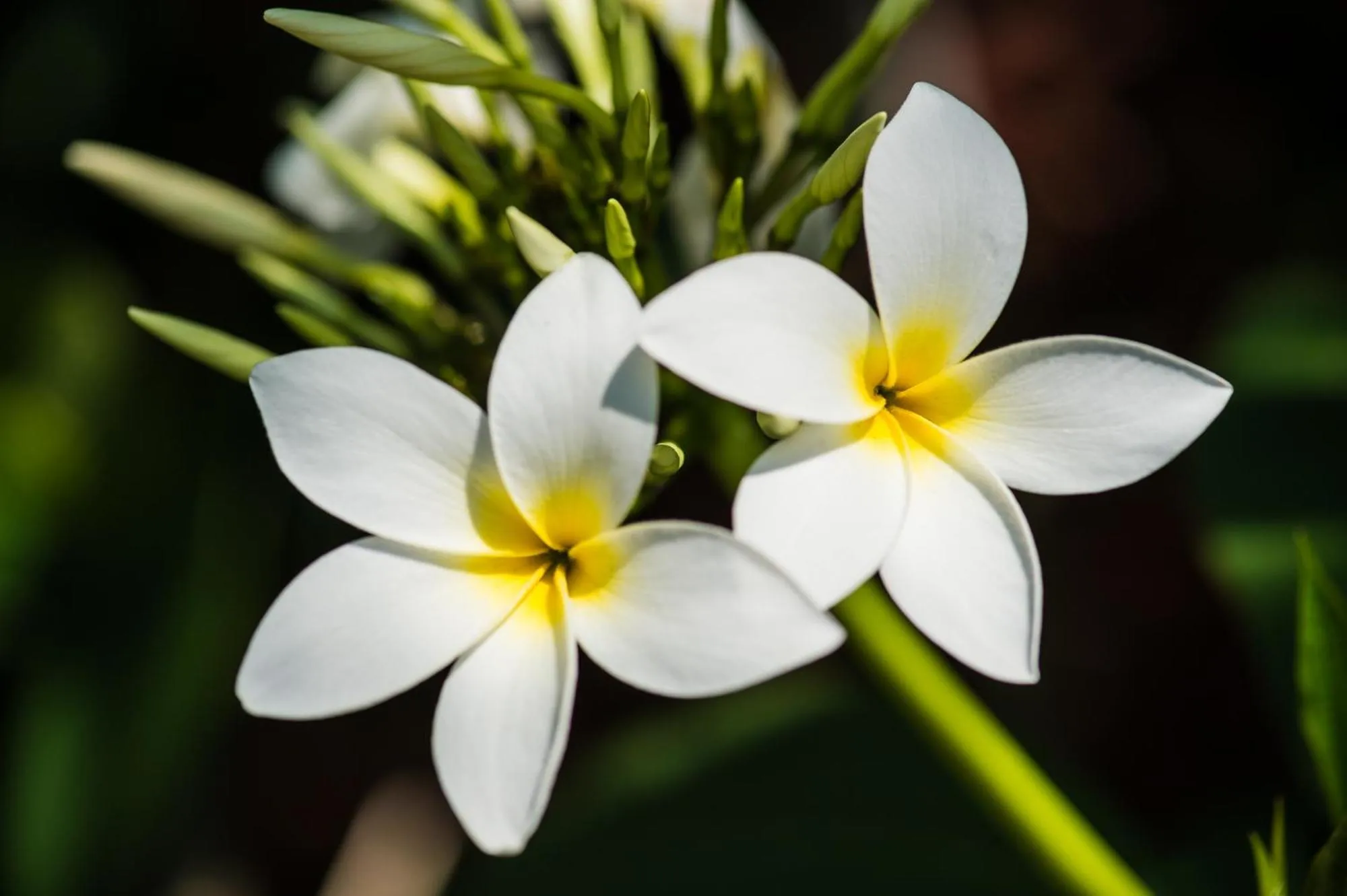 Garden in Bears' Place Guest House