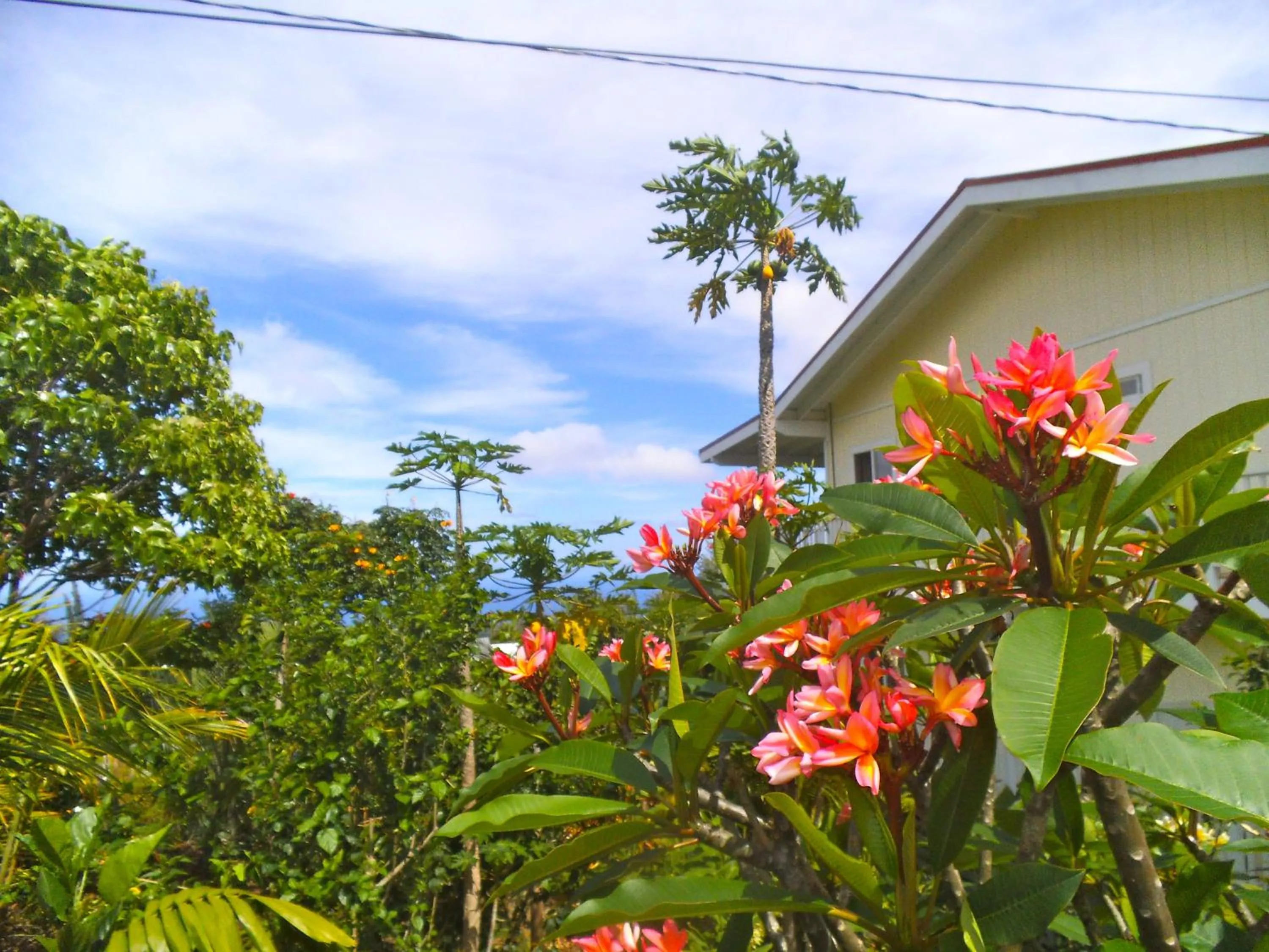 Garden in Bears' Place Guest House