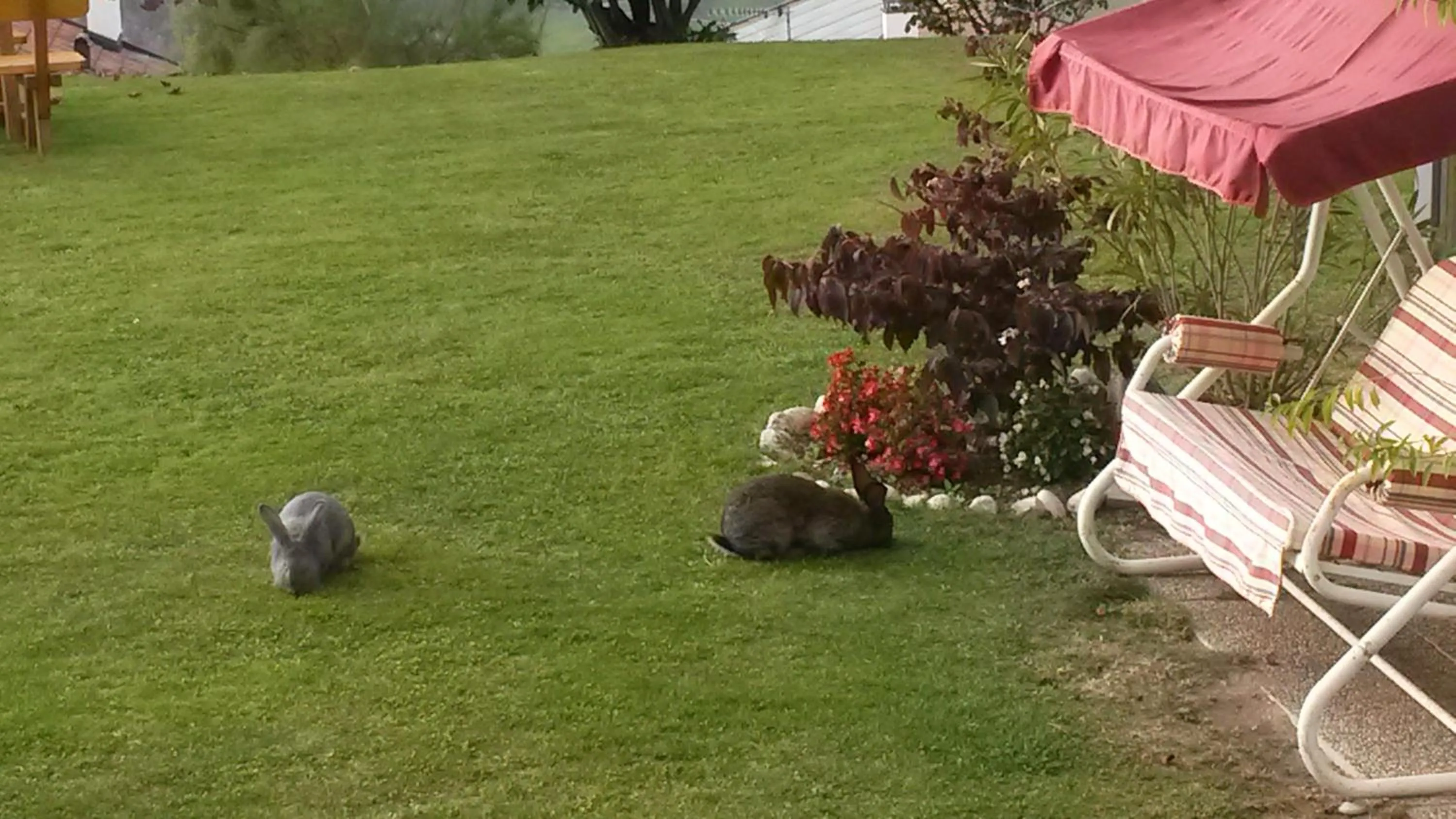 Garden in Hotel Garni Alpenhof