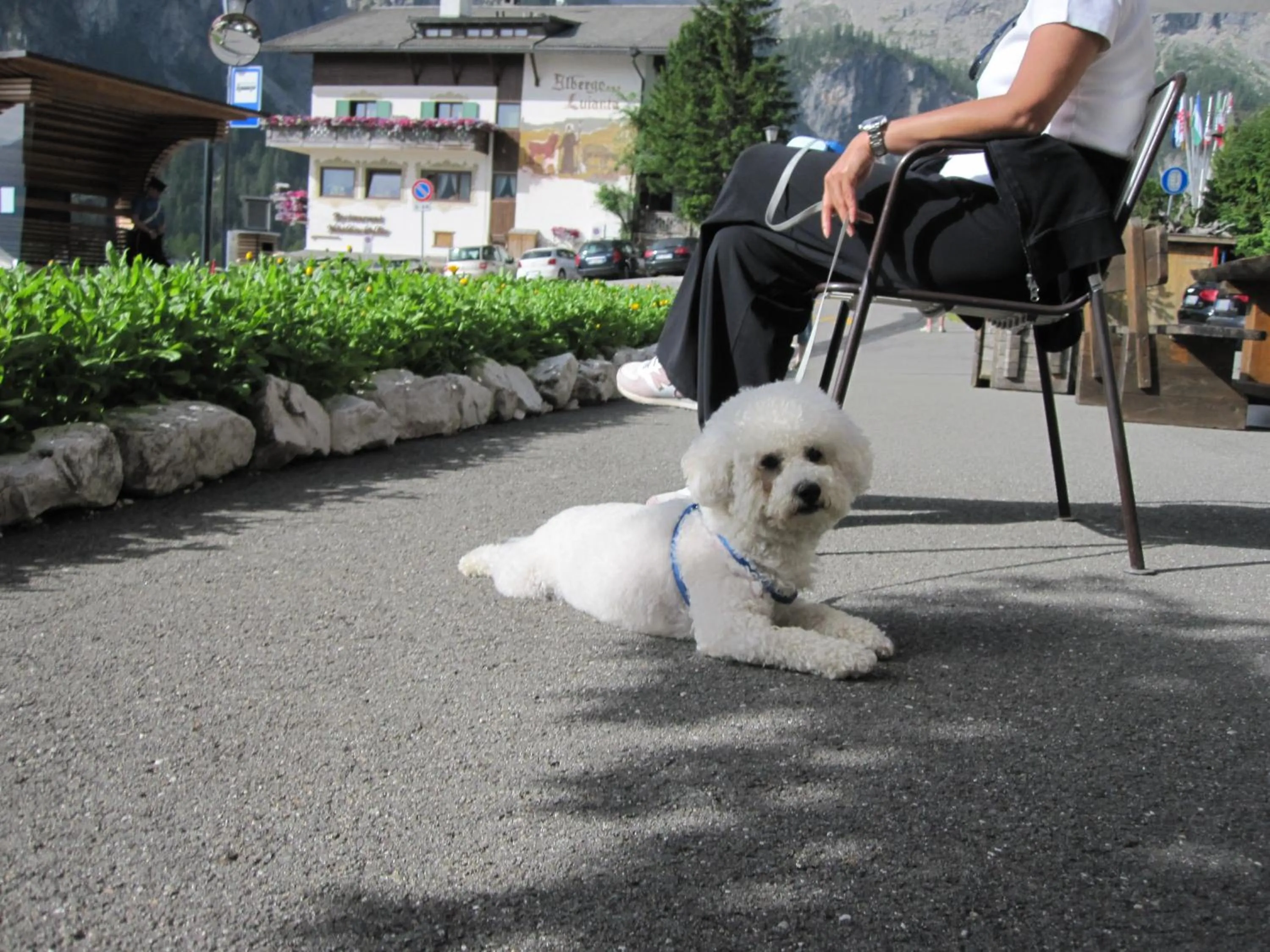 Pets in Hotel Borest