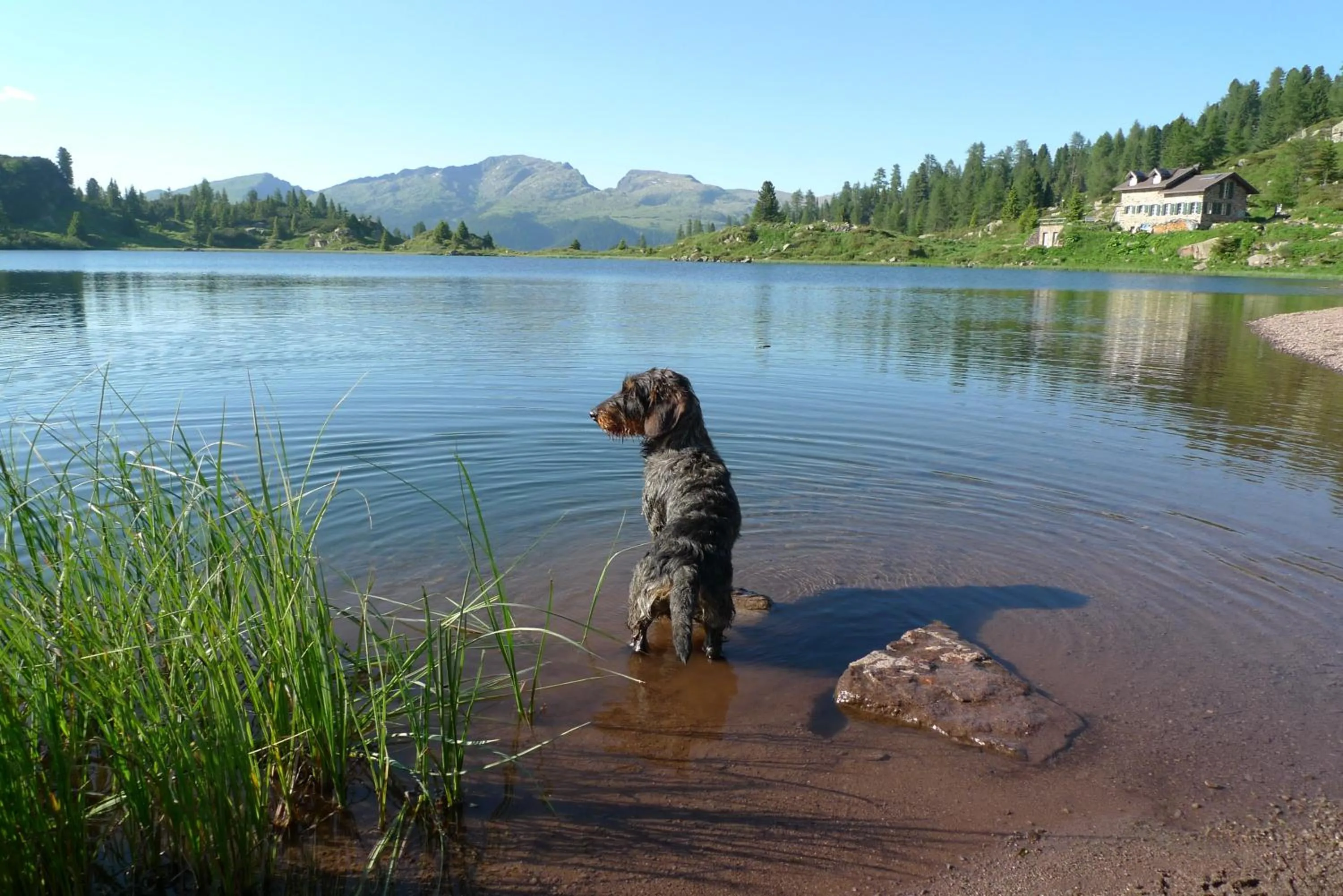 Pets in Albergo Centrale