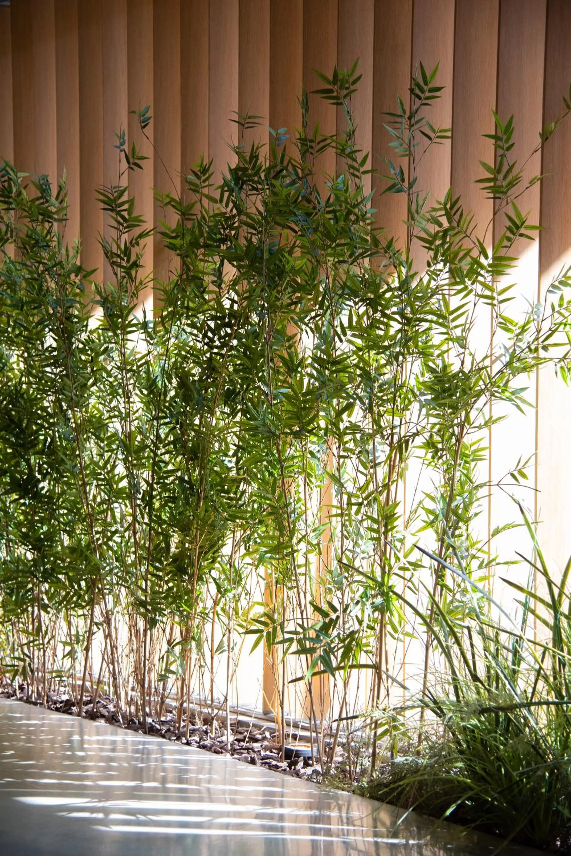 Garden in Petit Luxe Loft