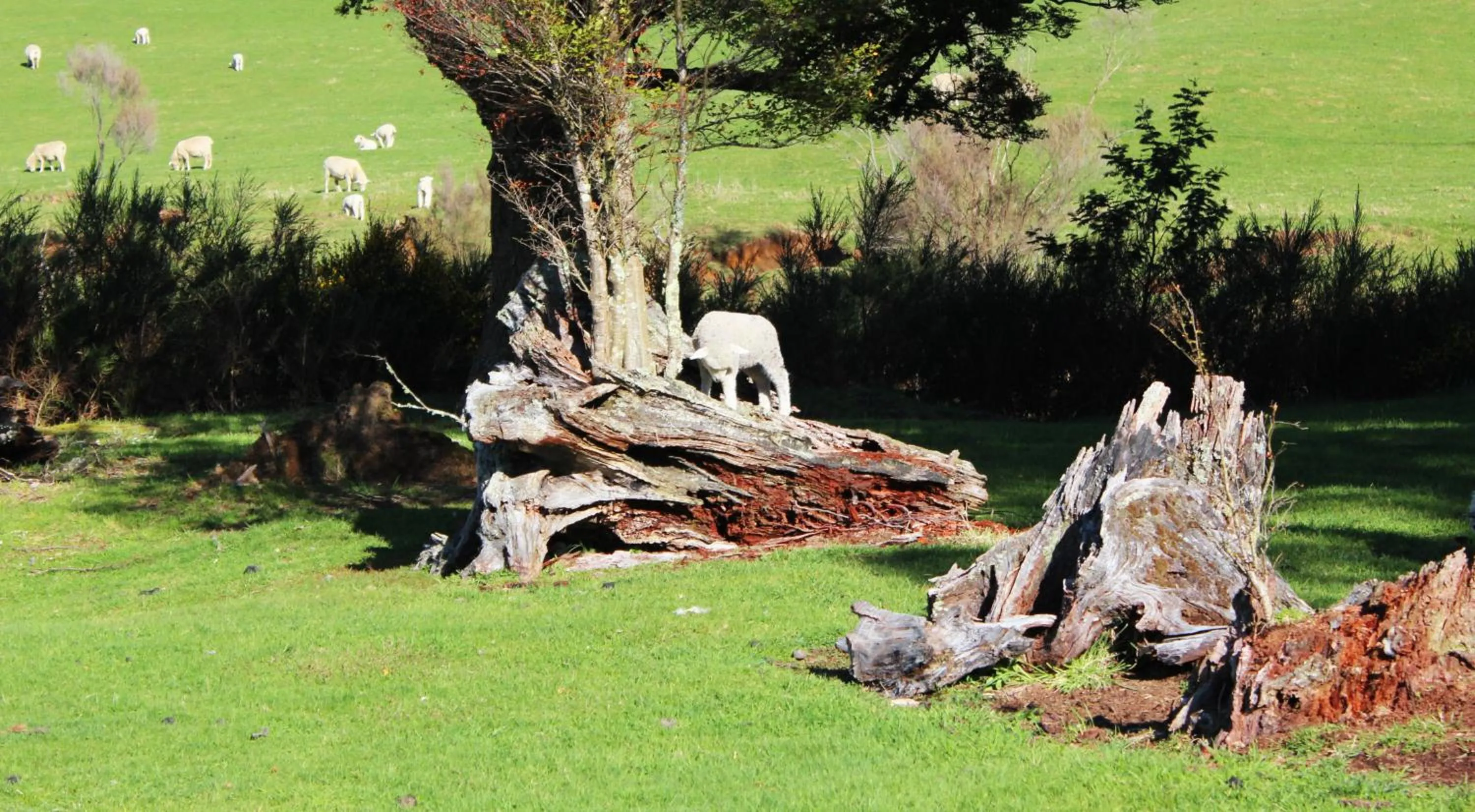 Natural landscape in The River Lodge