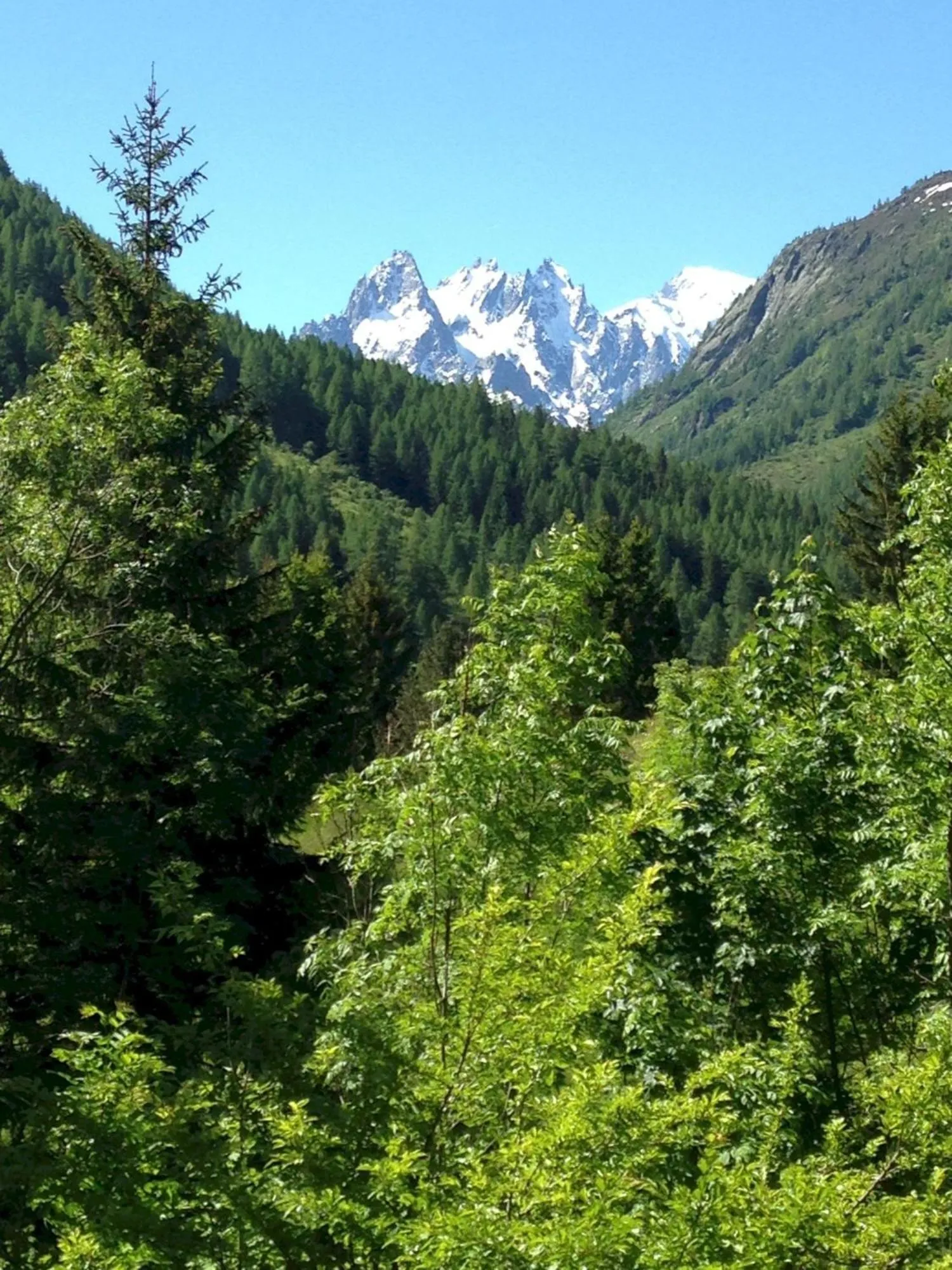 Garden in The Guest House