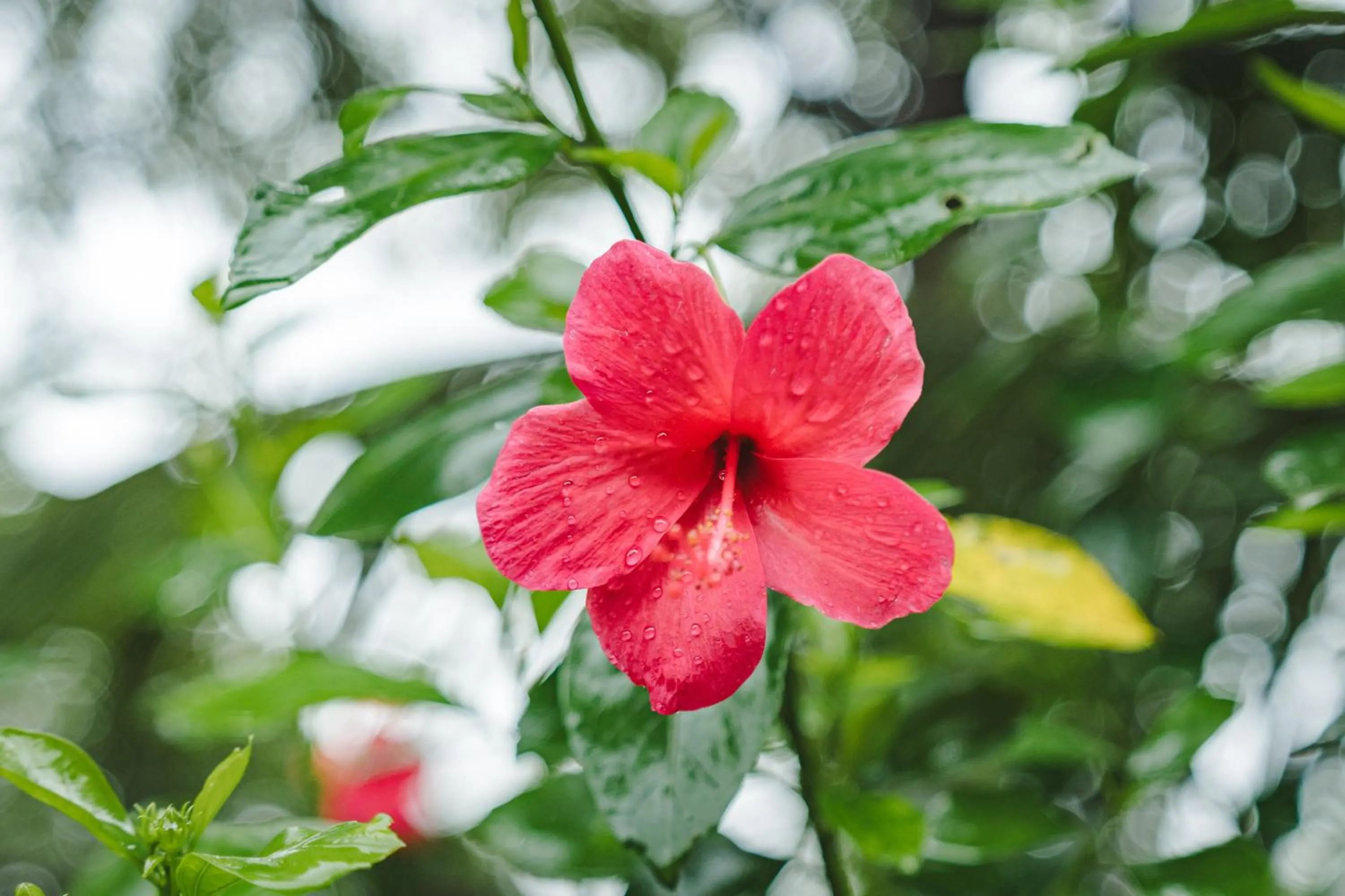 Fazlani Natures Nest - The Wellness Retreat