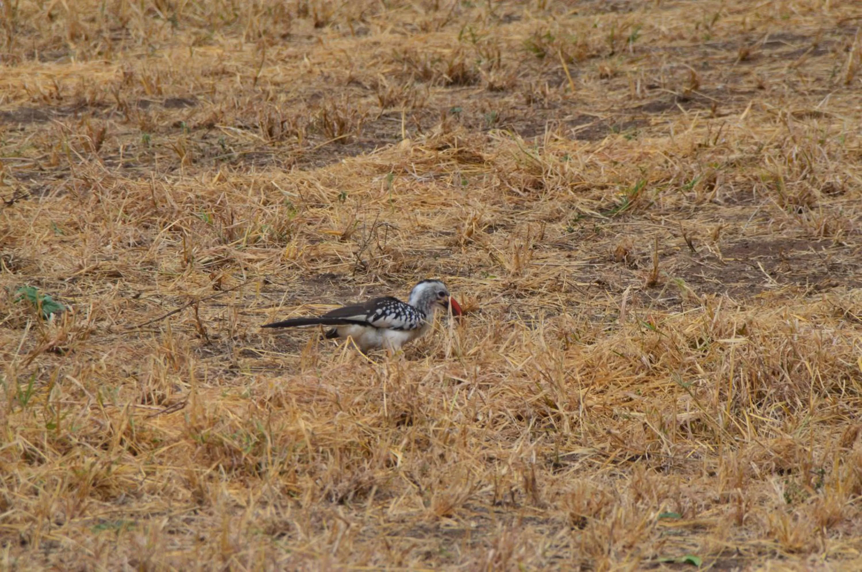 Animals in Baobab Tented Camp