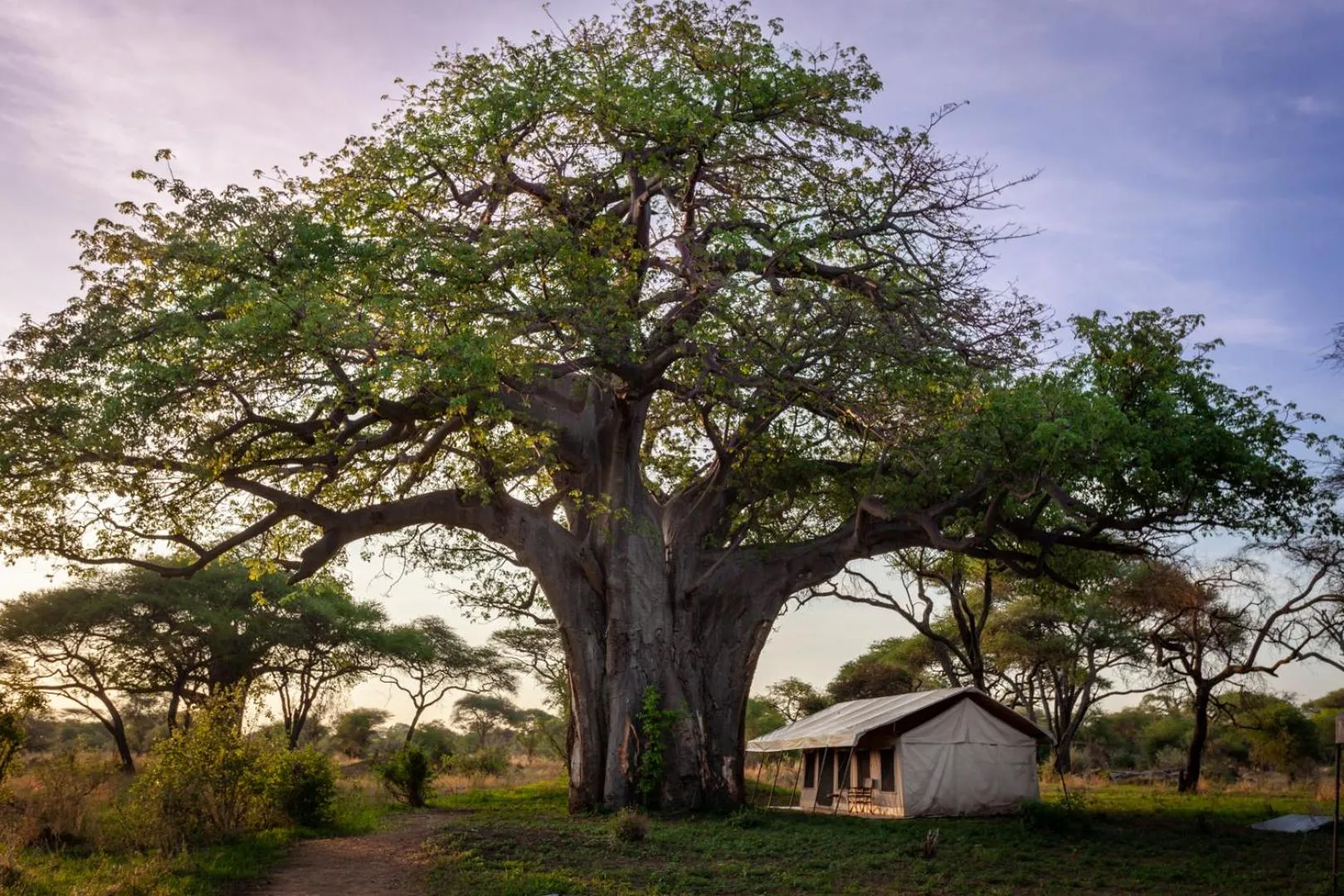 Bedroom in Baobab Tented Camp